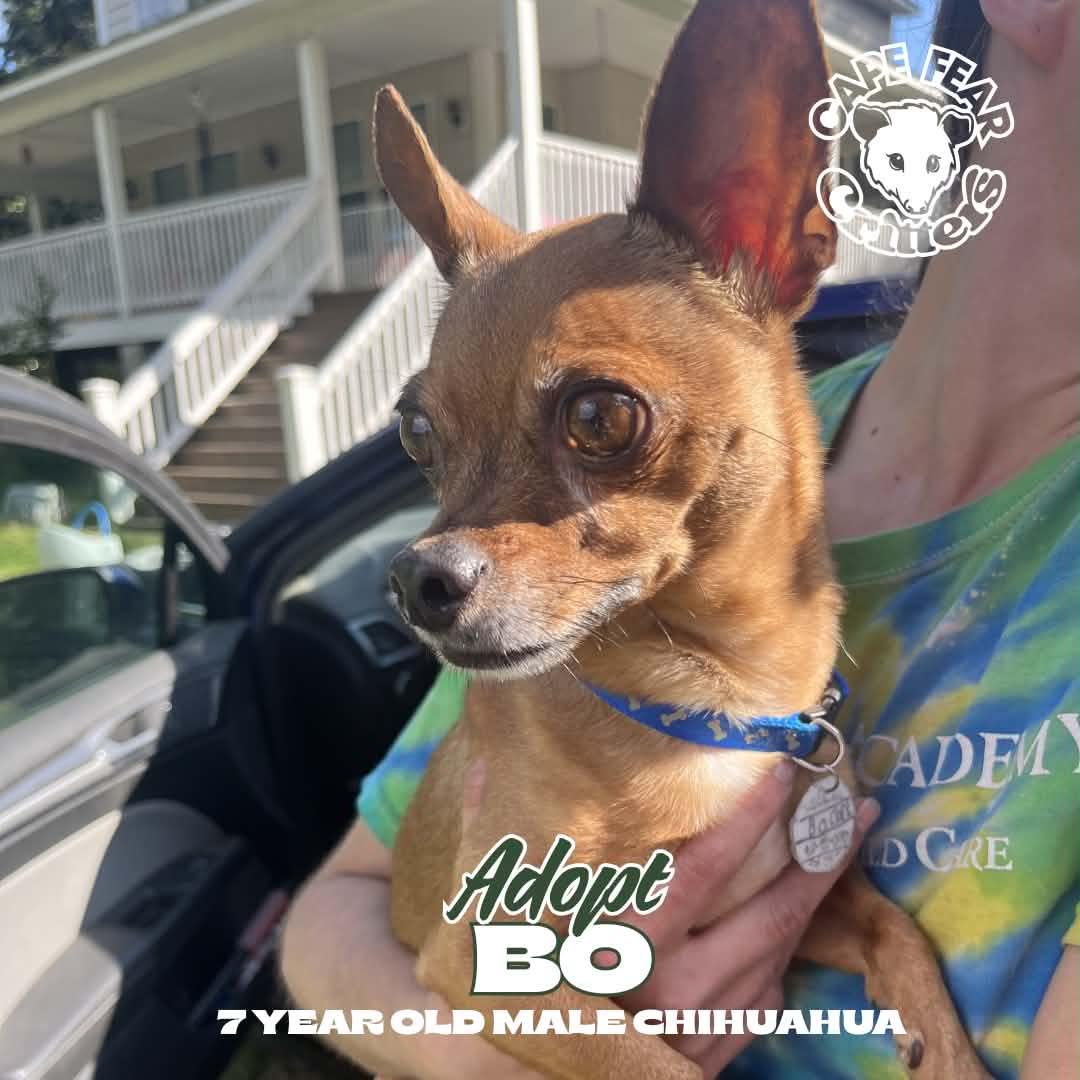 Enlarge Bo, a ADOPTABLE Chihuahua in Wilmington, NC image 1/1