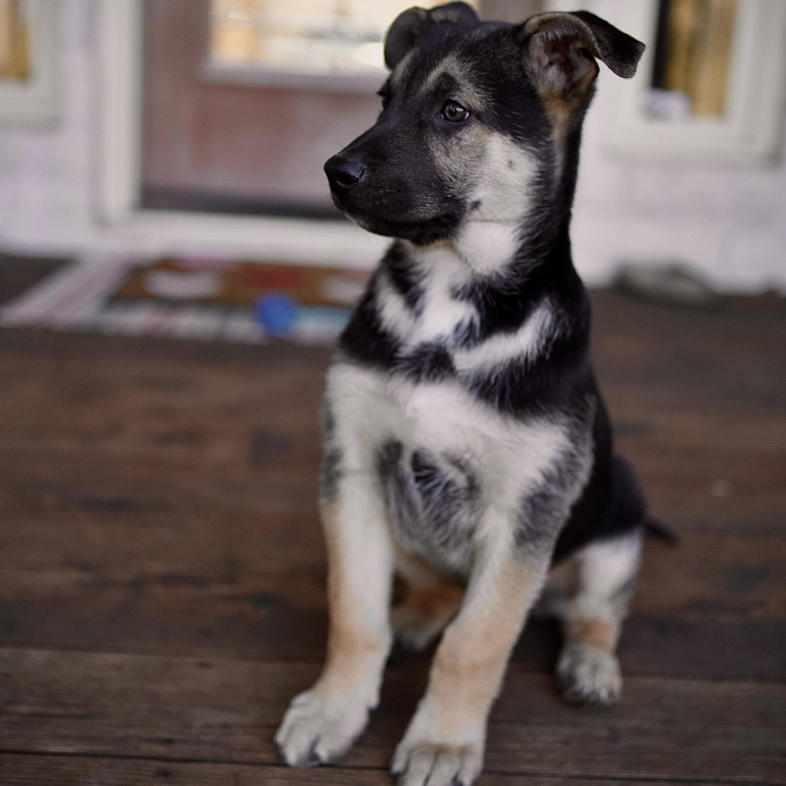Valor, adoptable, Young Male German Shepherd Dog & Husky.
