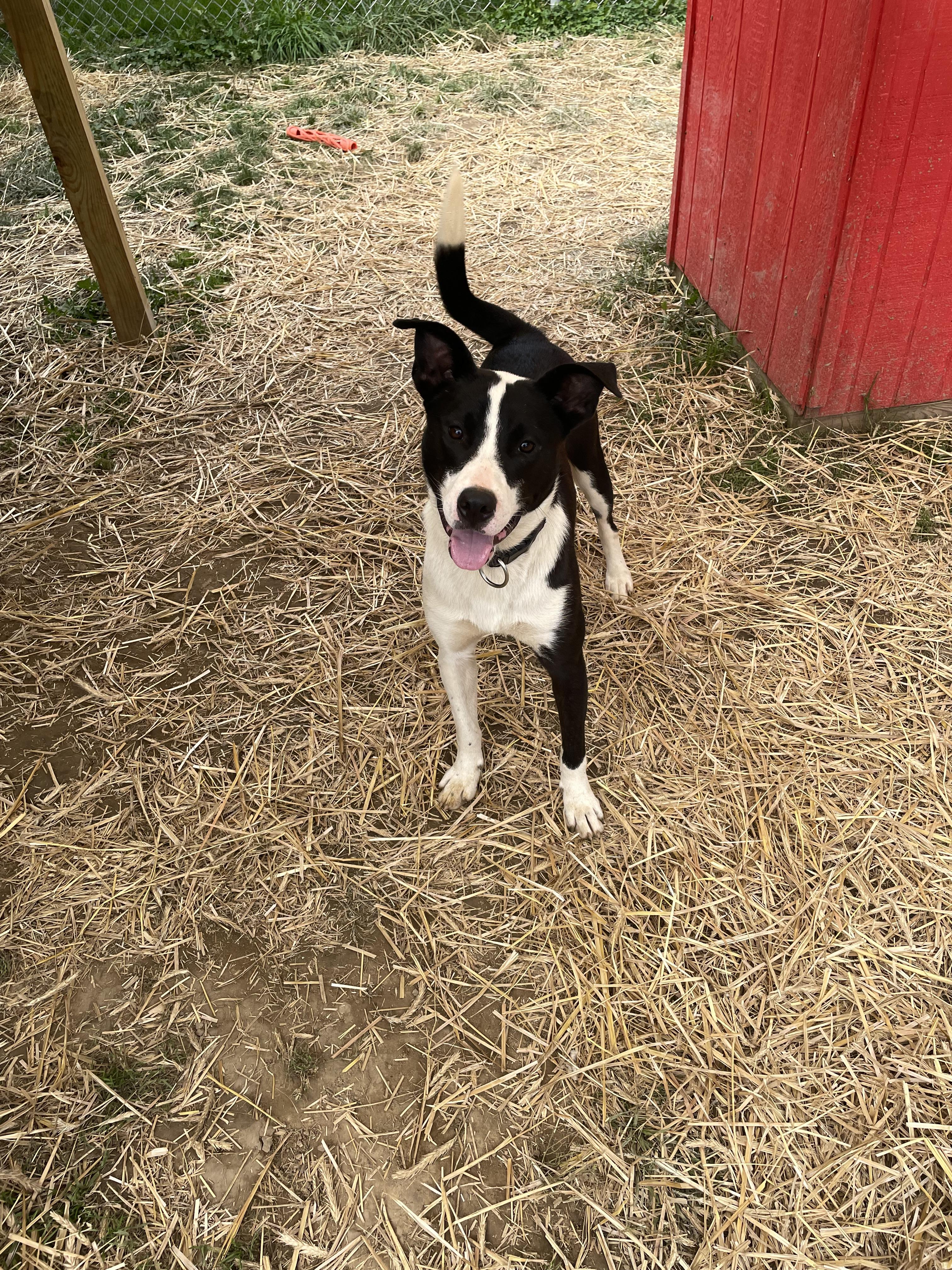 Marcus, Adoptable, Young Male Australian Shepherd & Siberian Husky.