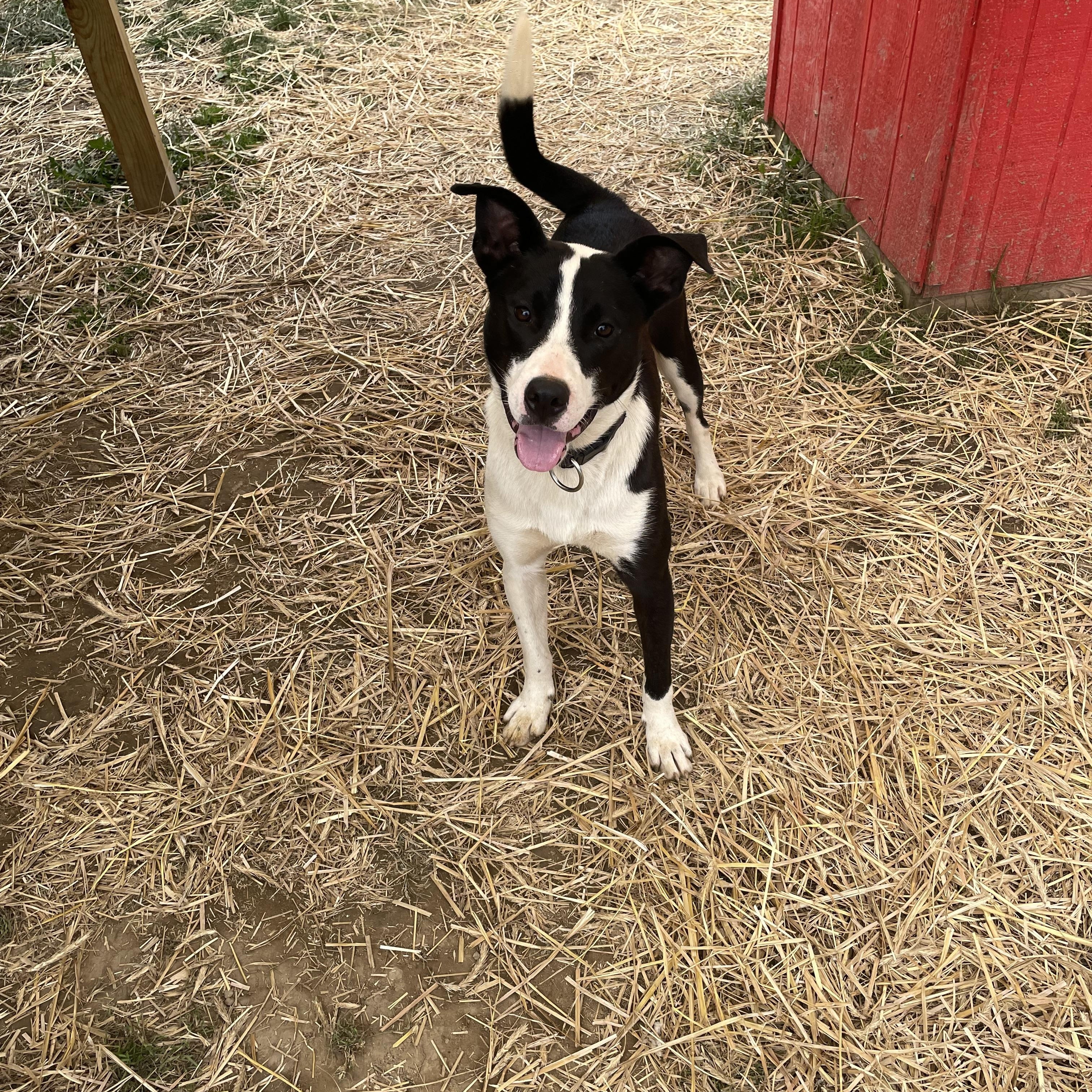 Enlarge Marcus, a Adoptable mixed breed in Salem, OH image 1/1