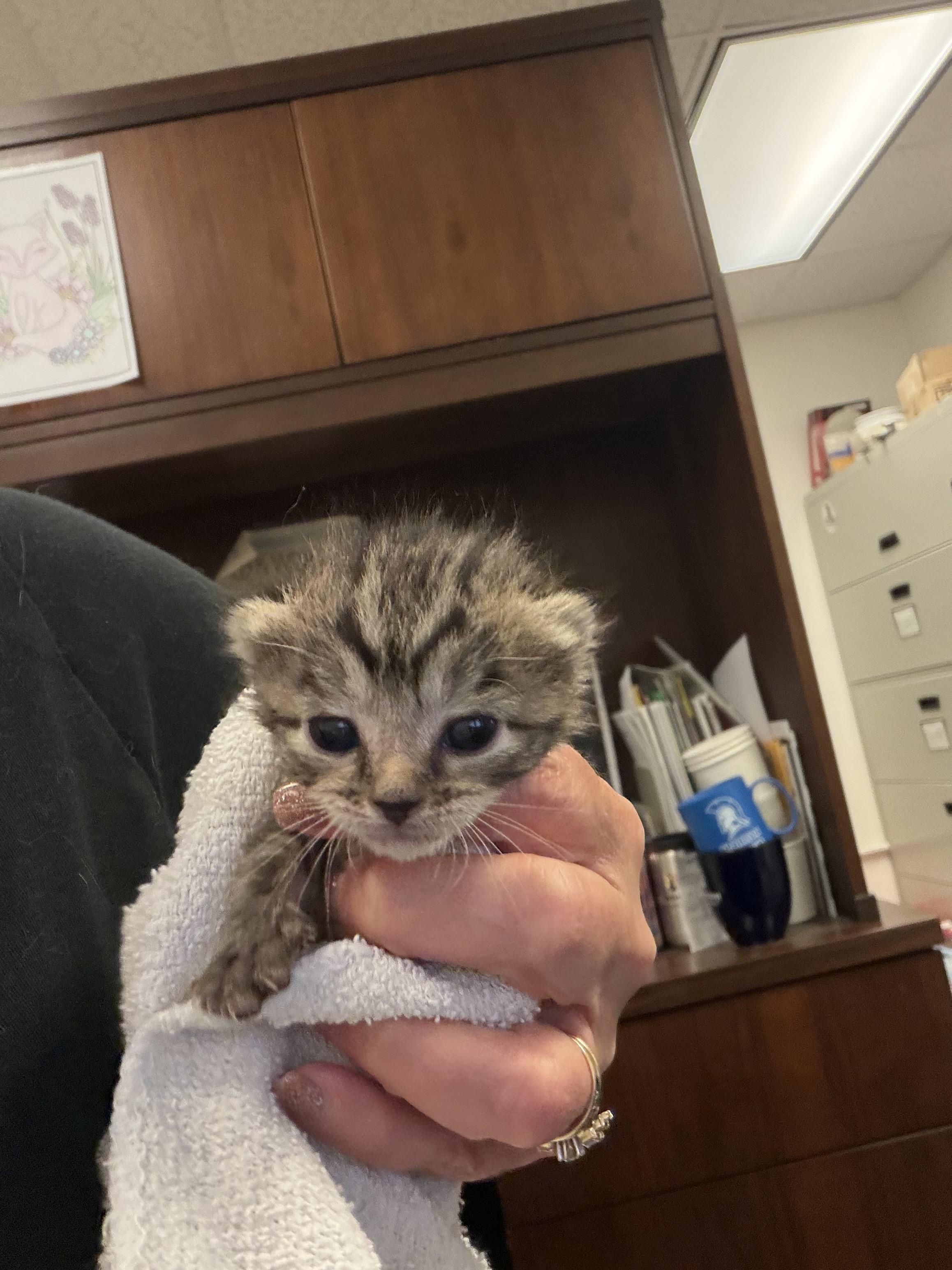 Ivy, ADOPTABLE, Kitten Female Domestic Short Hair.