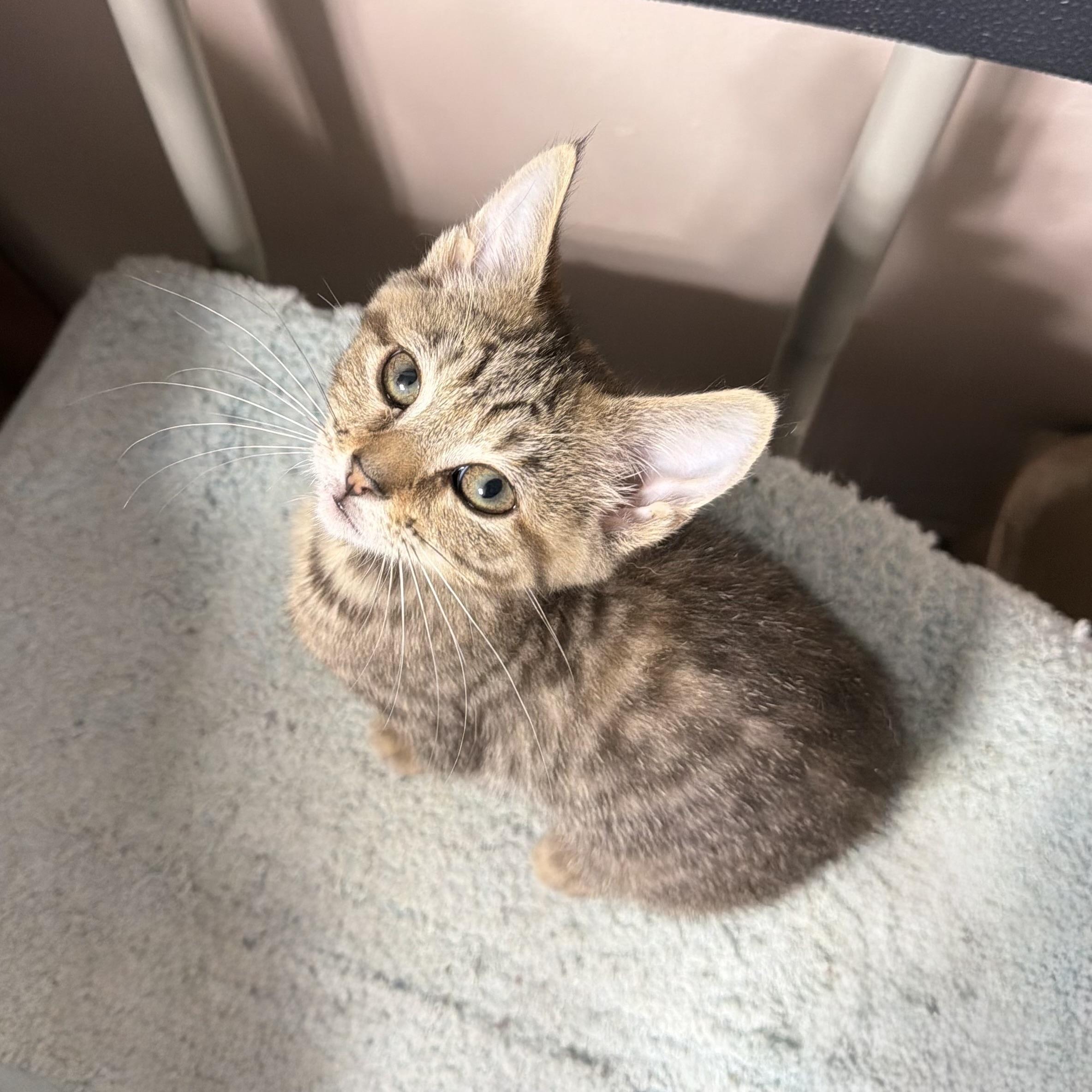 Ivy, ADOPTABLE, Kitten Female Domestic Short Hair.