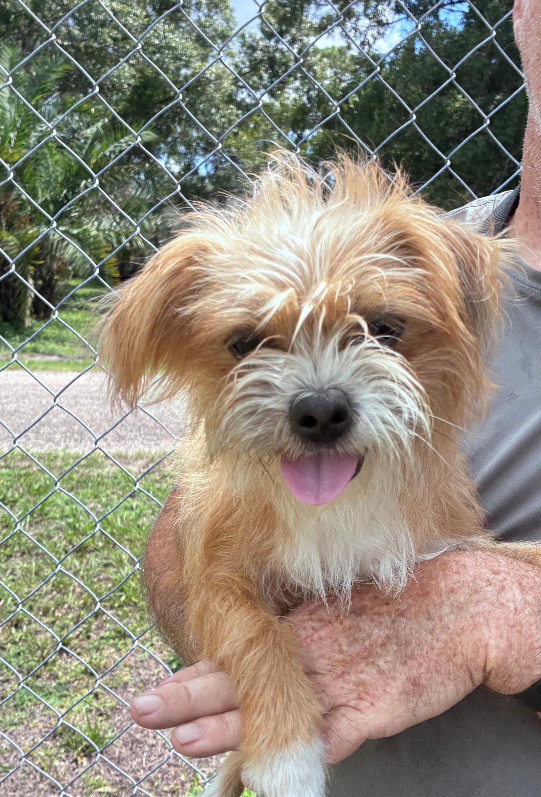 Daisy, adopted, Young Female Shih Tzu & Chihuahua.