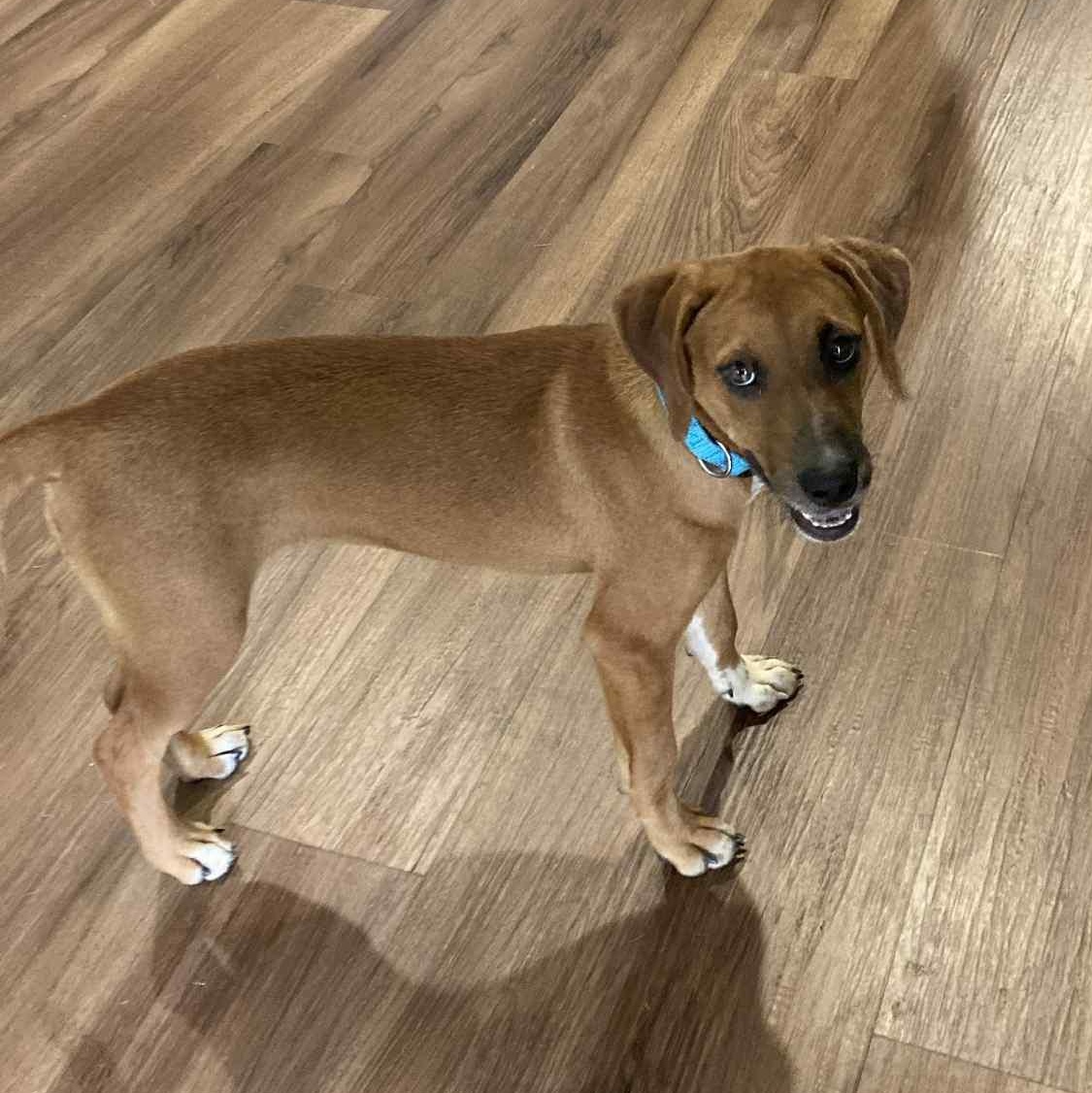 Scarlett - in foster home