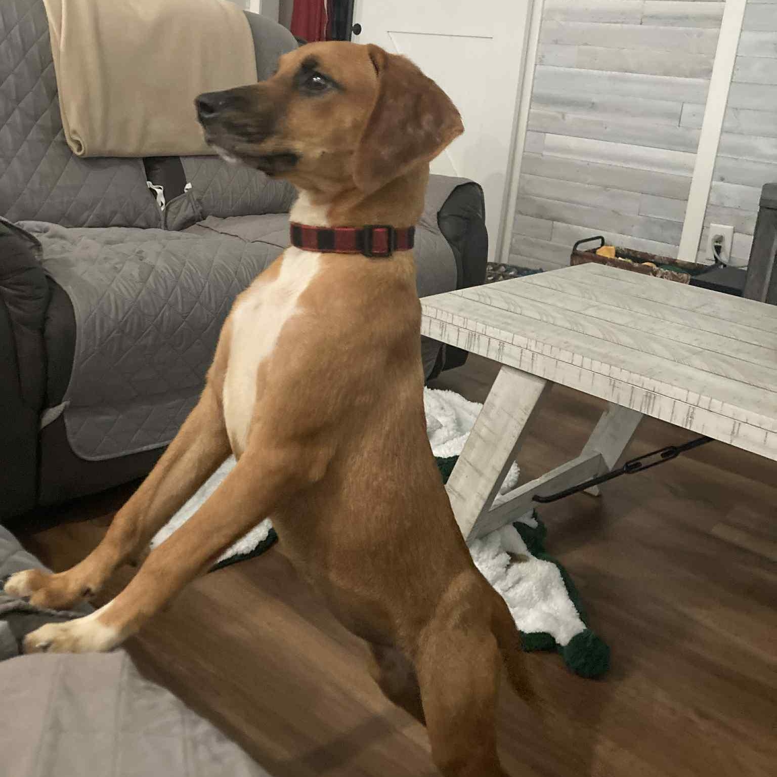 Scarlett - in foster home
