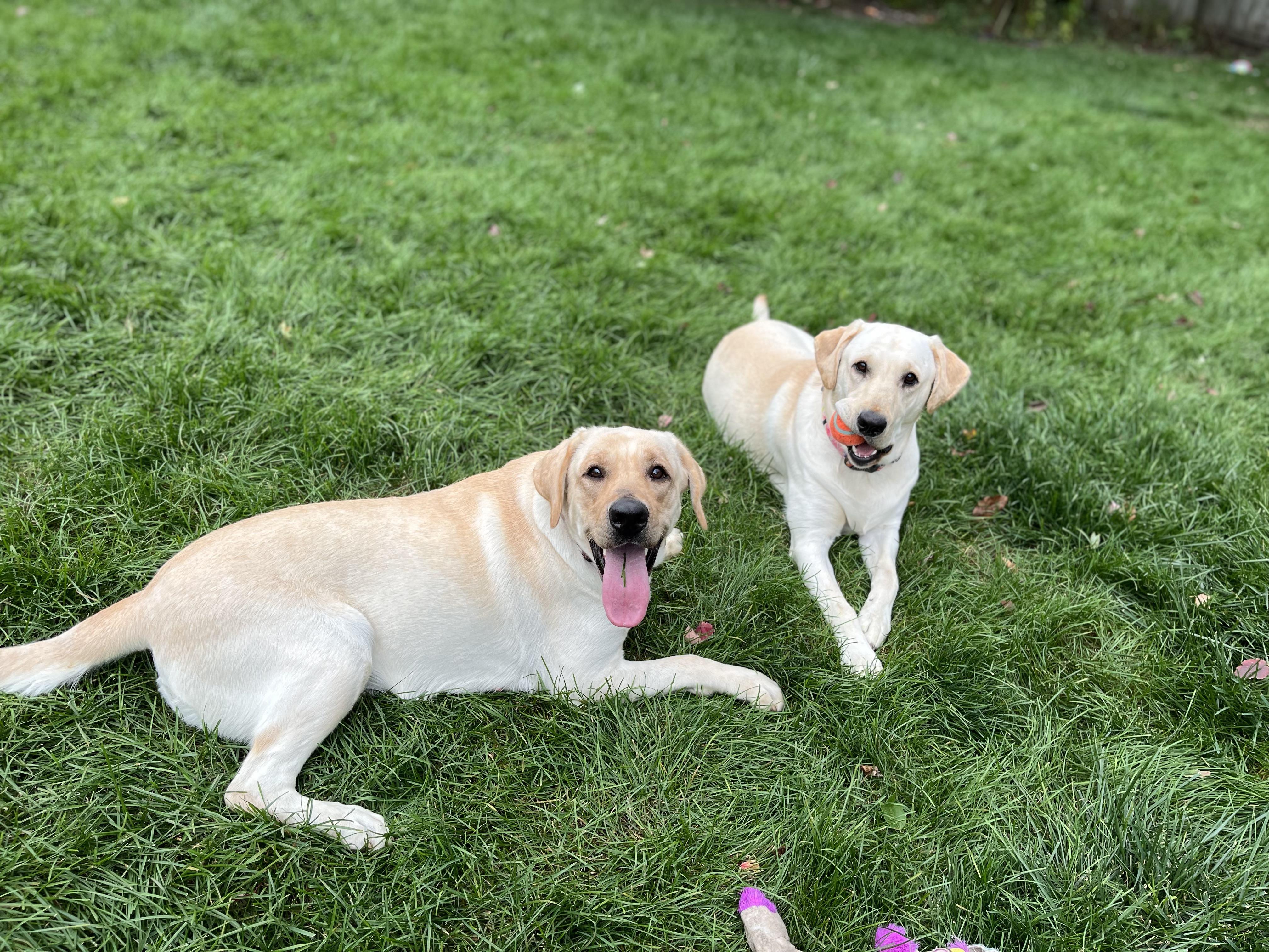 Bellini, a Adoptable Yellow Labrador Retriever in Cedar Rapids, IA image 2/5