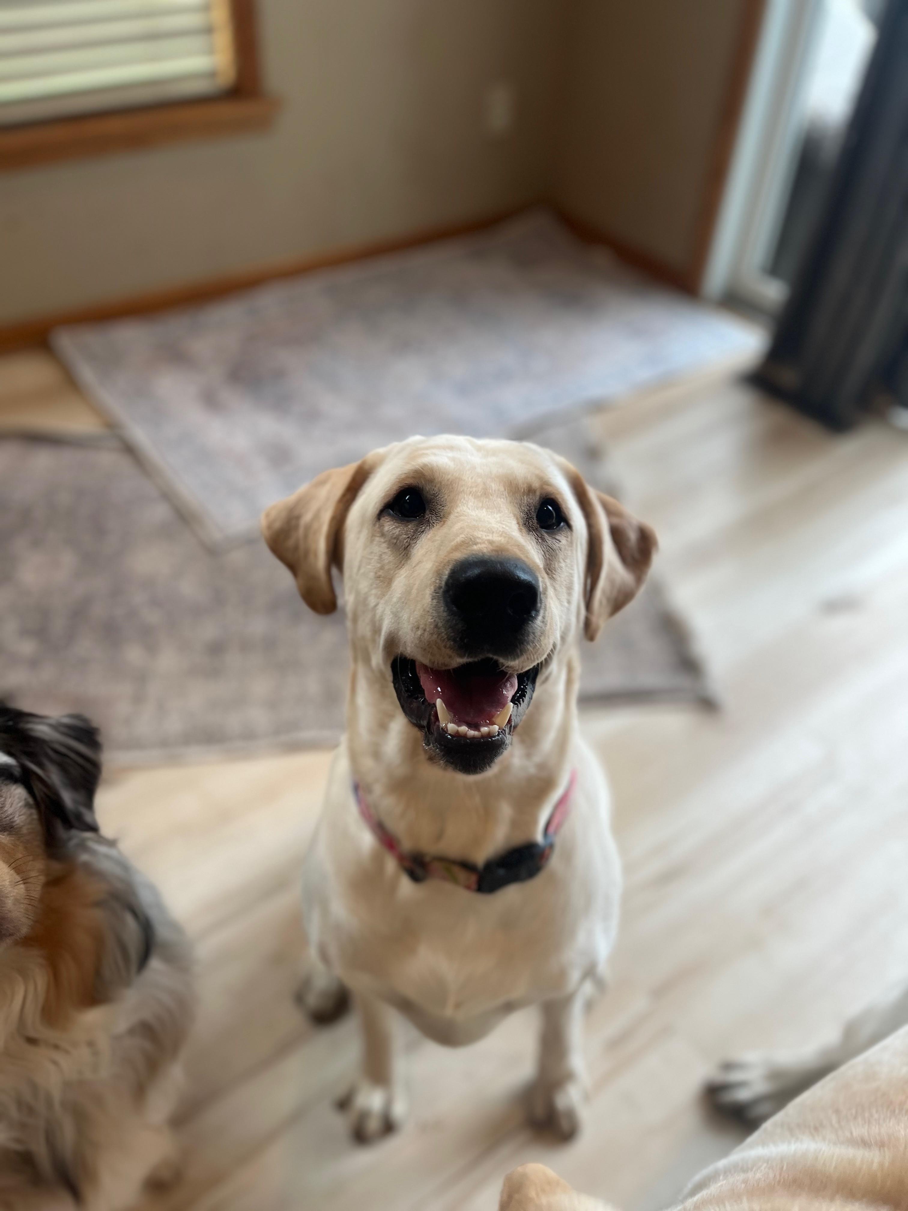 Bellini, a Adoptable Yellow Labrador Retriever in Cedar Rapids, IA image 3/5