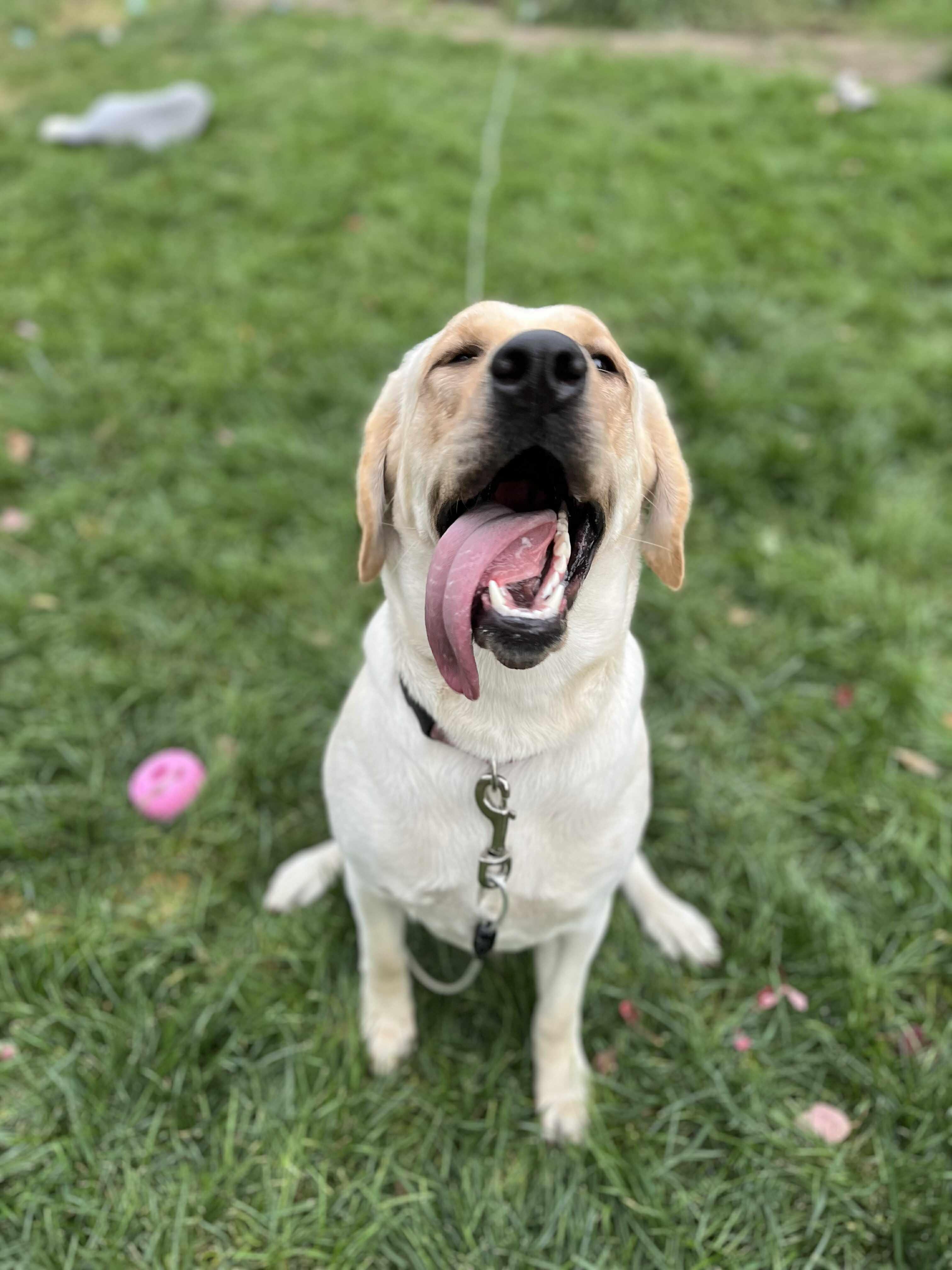 Bellini, a Adoptable Yellow Labrador Retriever in Cedar Rapids, IA image 4/5