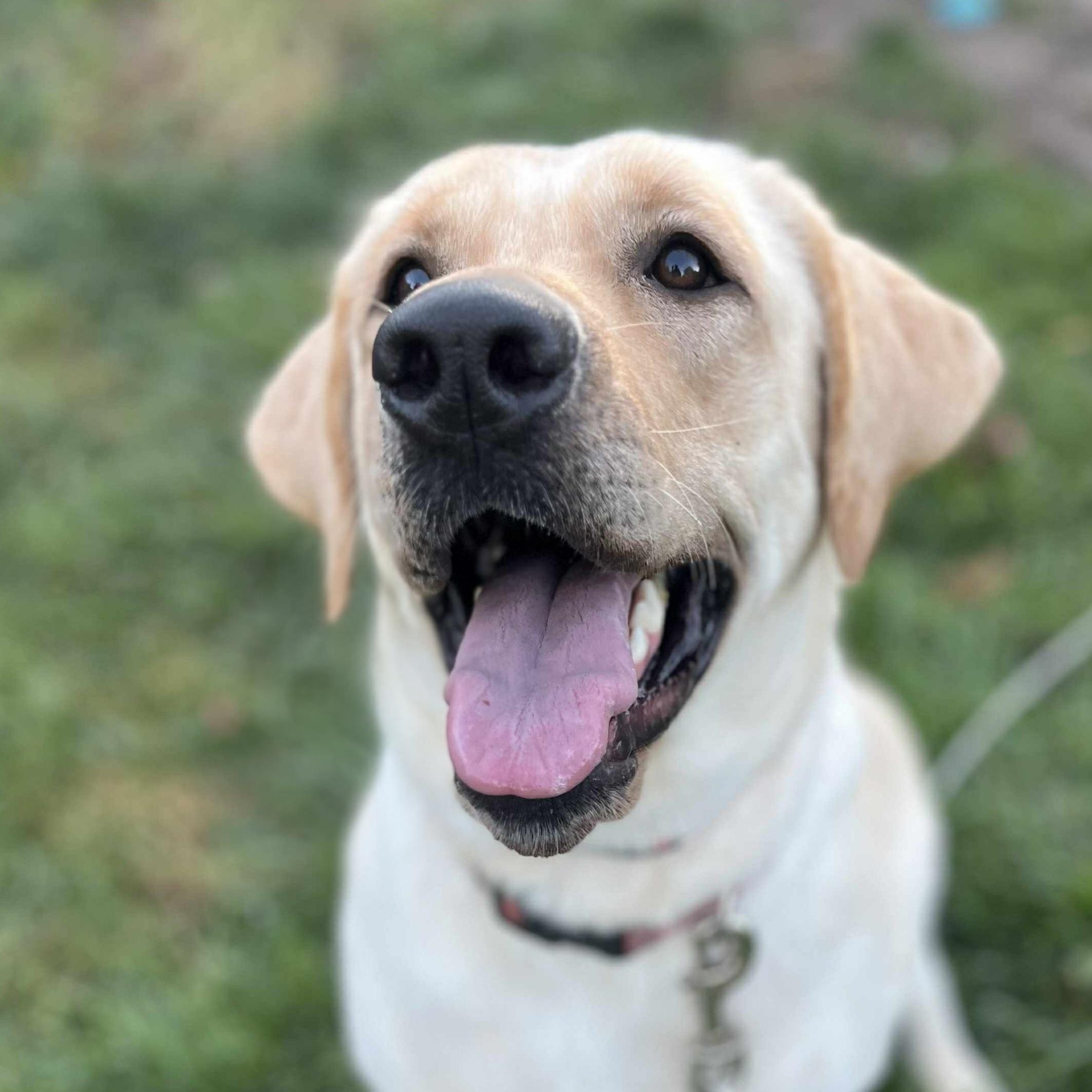 Bellini, a Adoptable Yellow Labrador Retriever in Cedar Rapids, IA image 1/5