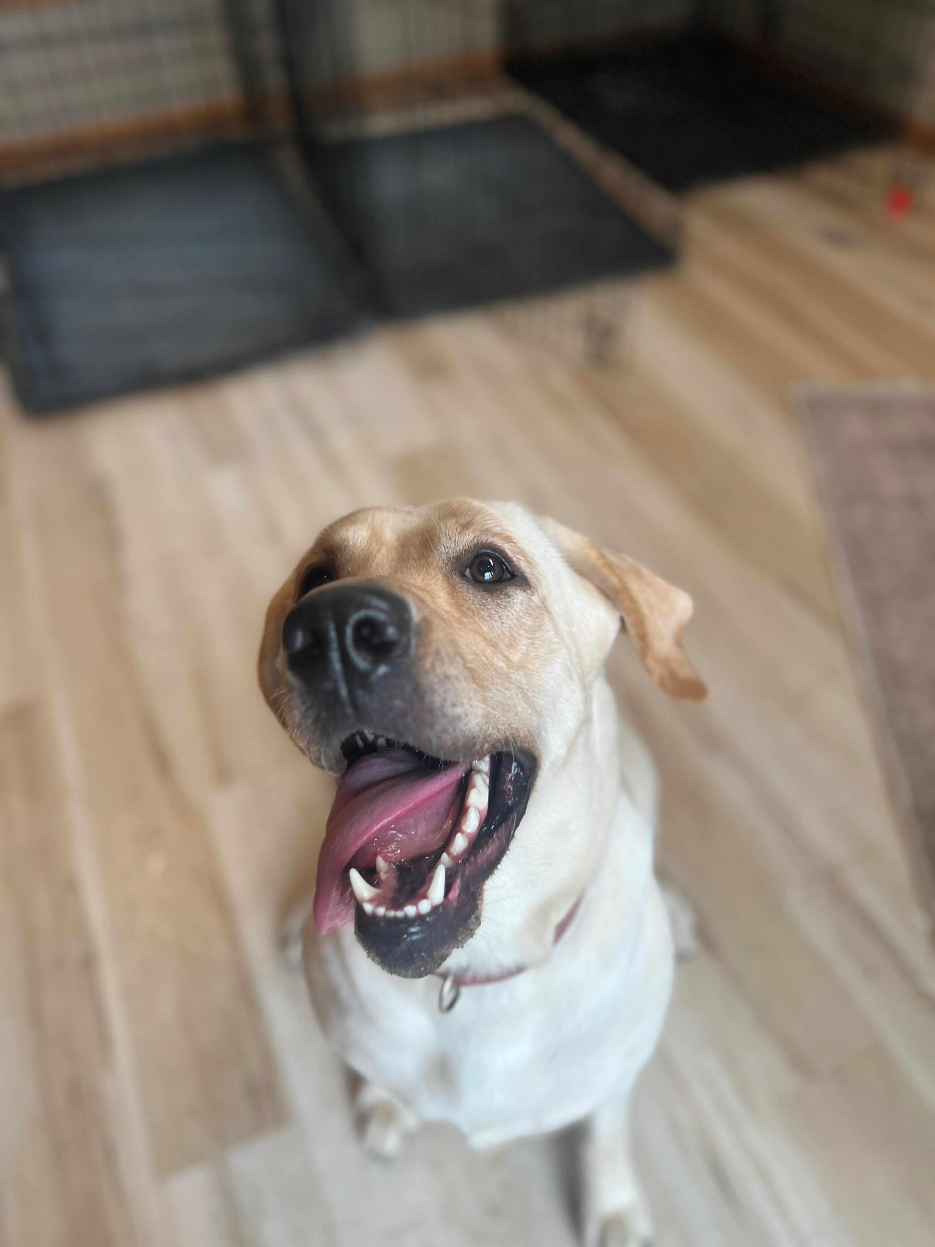 Bellini, a Adoptable Yellow Labrador Retriever in Cedar Rapids, IA image 5/5