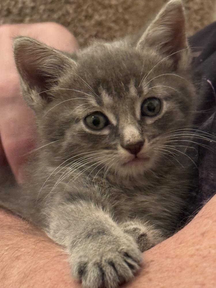 Cobalt — thumbnail 4