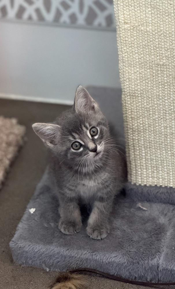 Cobalt — thumbnail 6