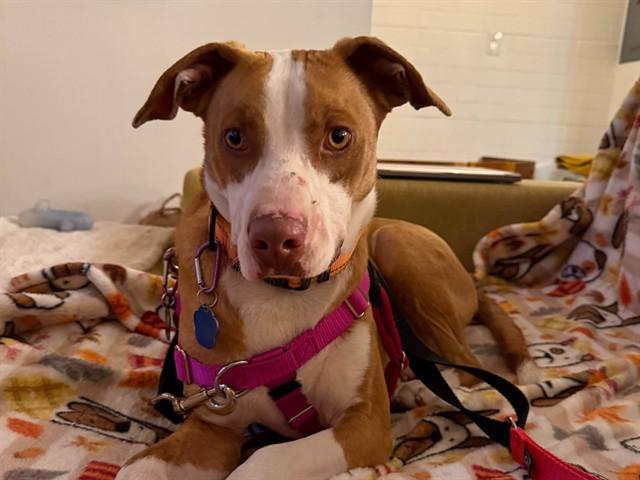 Enlarge RED, a Adoptable mixed breed in Phoenix, AZ image 1/1