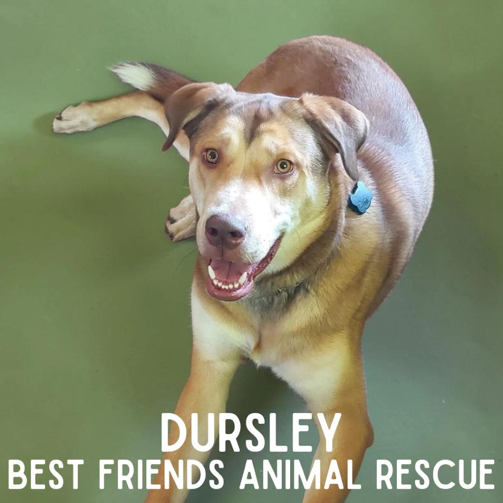 Dursley, Adoptable, Young Male Husky.