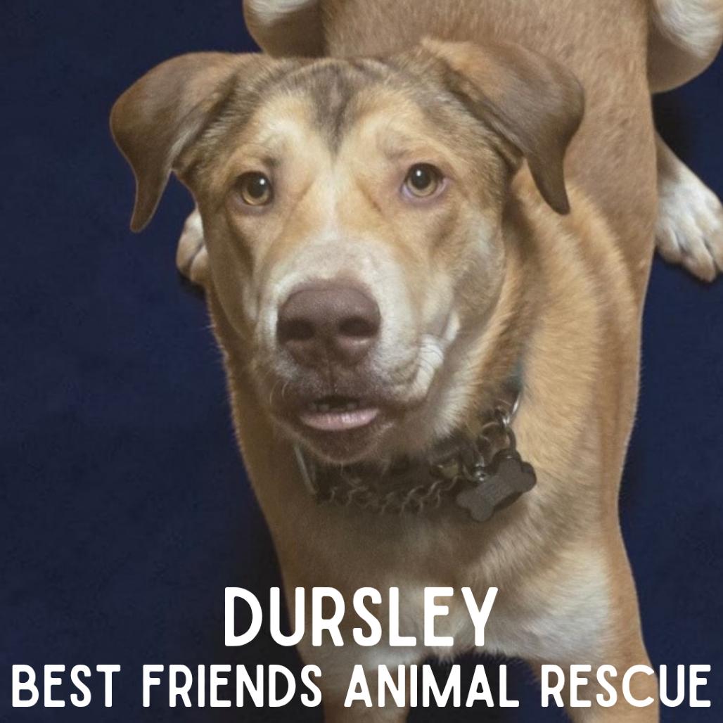 Dursley, Adoptable, Young Male Husky.