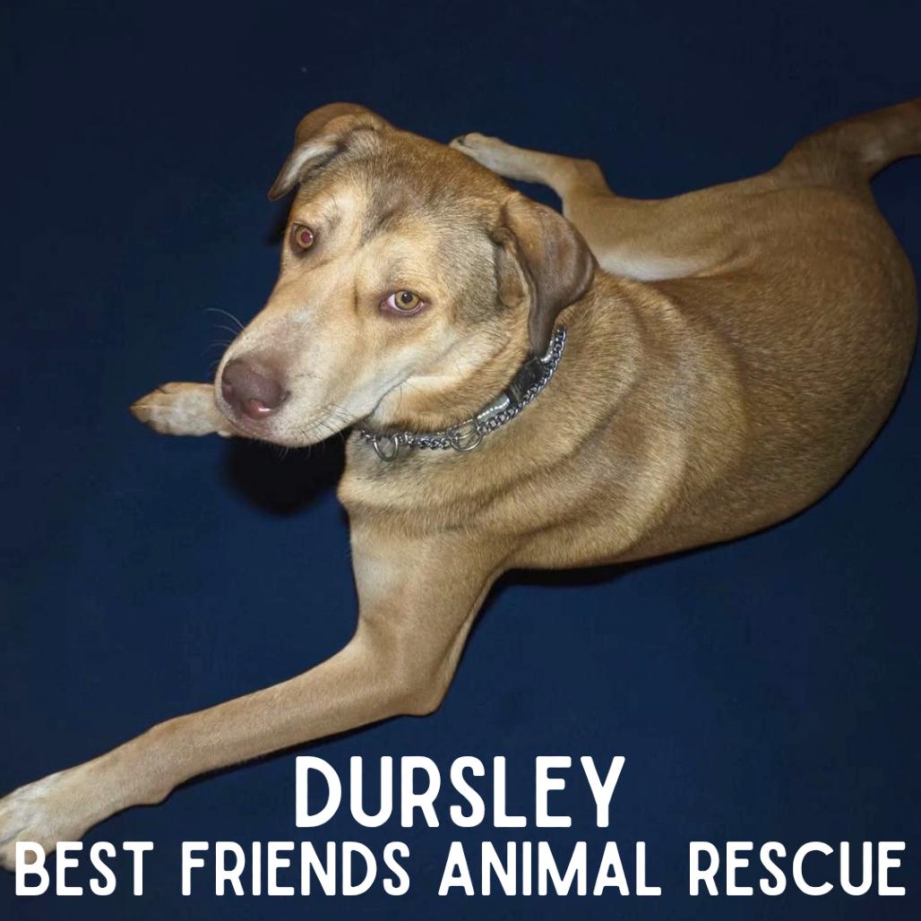 Dursley, Adoptable, Young Male Husky.
