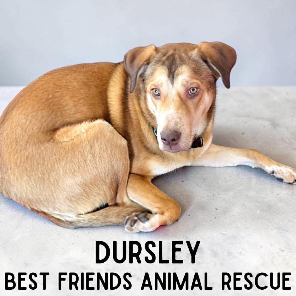 Dursley, Adoptable, Young Male Husky.