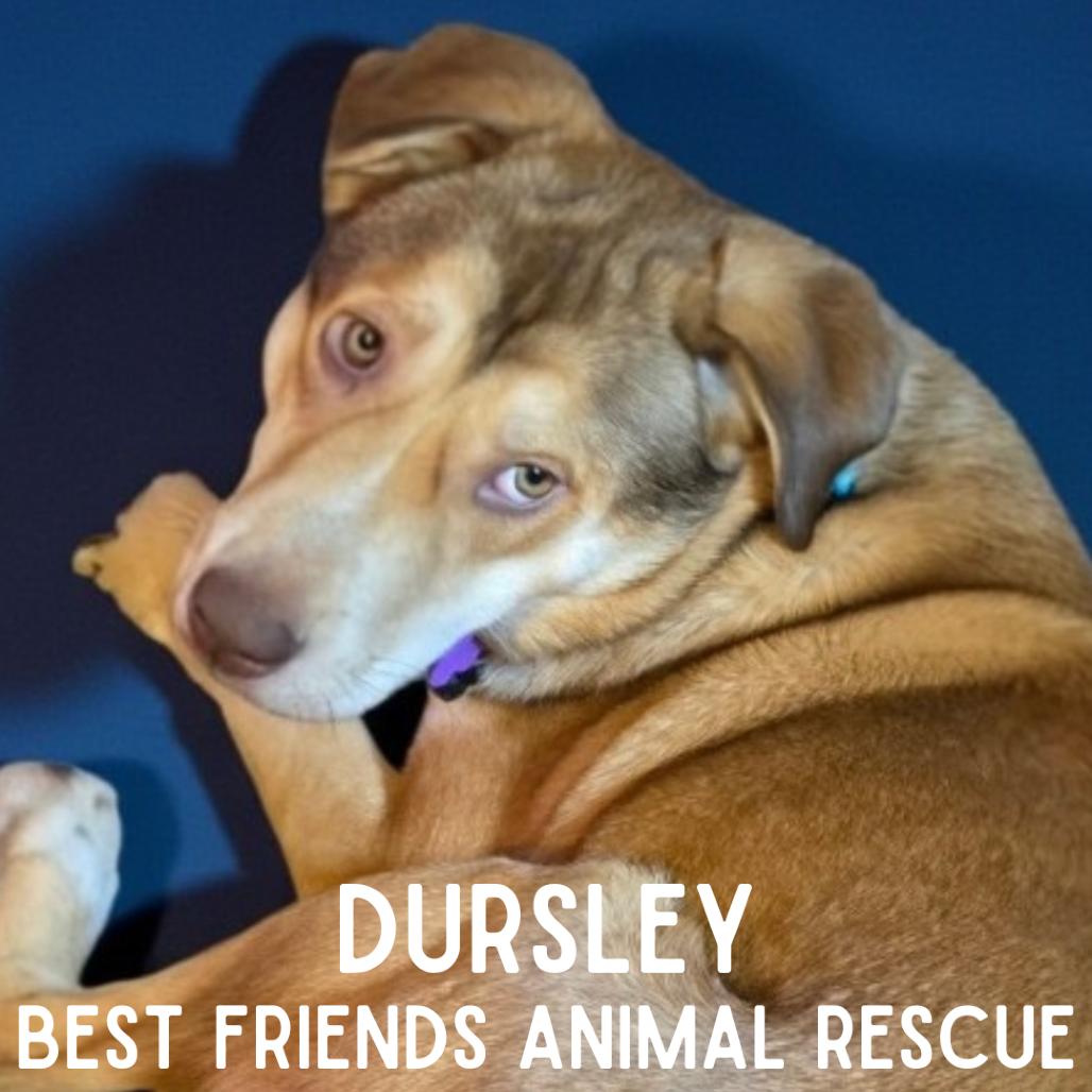 Dursley, a Adoptable Husky in Wasilla, AK image 1/3