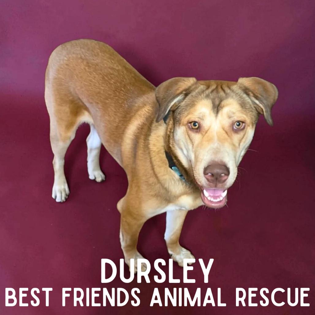Dursley, a Adoptable Husky in Wasilla, AK image 2/6