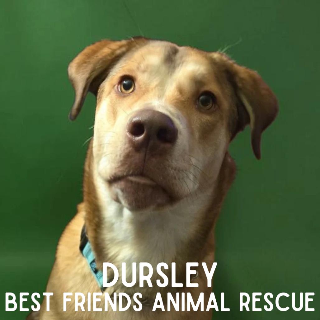 Dursley, a Adoptable Husky in Wasilla, AK image 2/6