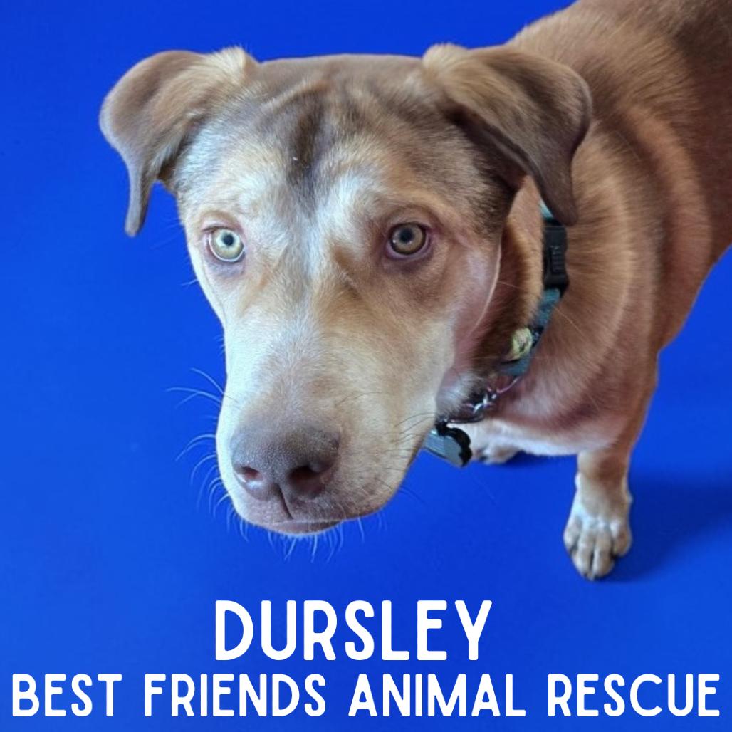 Enlarge Dursley, a Adoptable Husky in Wasilla, AK image 3/6