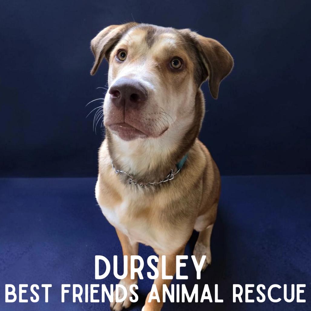 Dursley, a Adoptable Husky in Wasilla, AK image 3/6