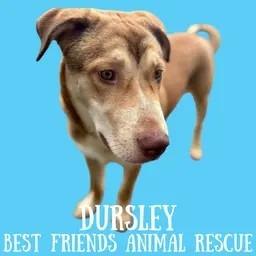 Enlarge Dursley, a Adoptable Husky in Wasilla, AK image 1/2