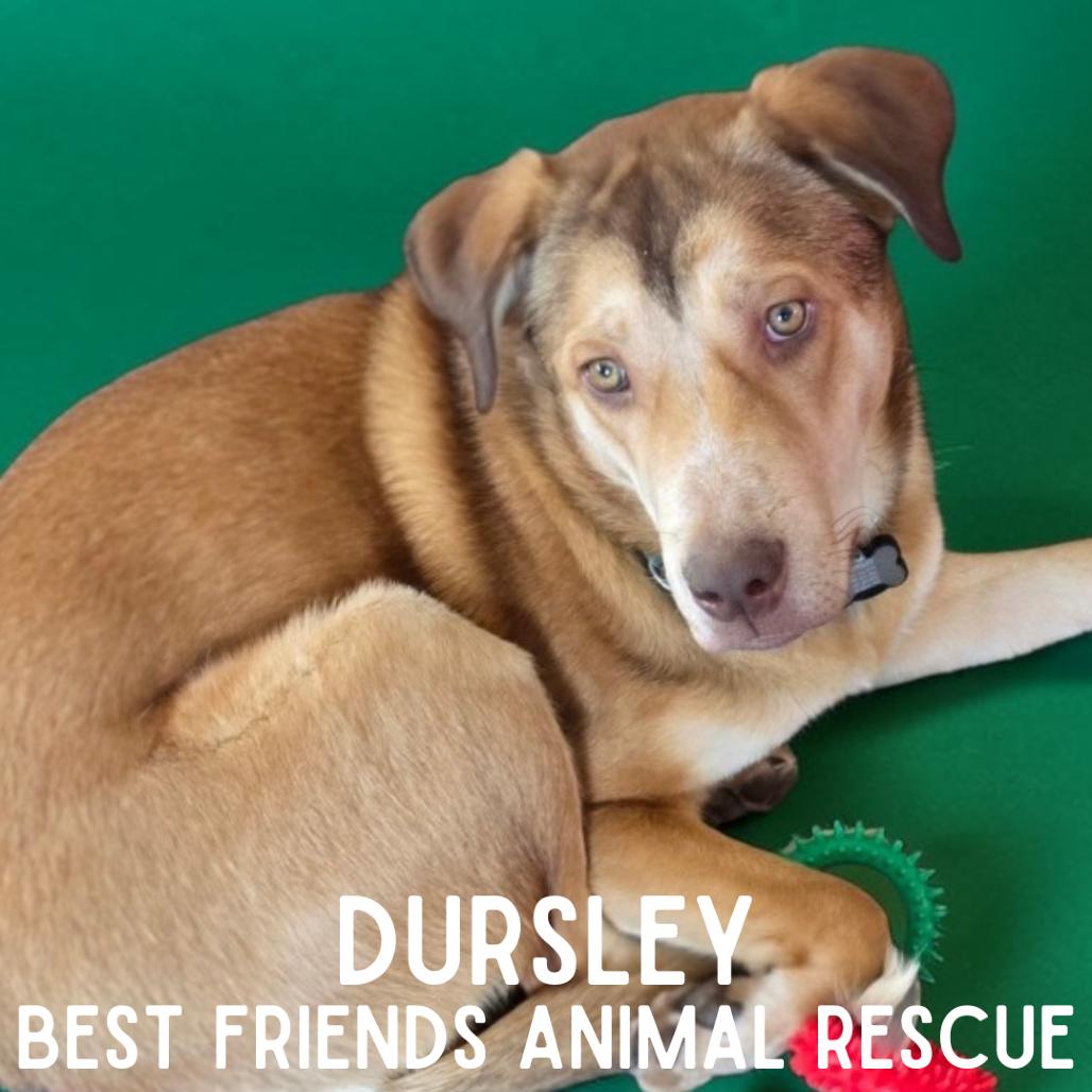 Enlarge Dursley, a Adoptable Husky in Wasilla, AK image 5/6