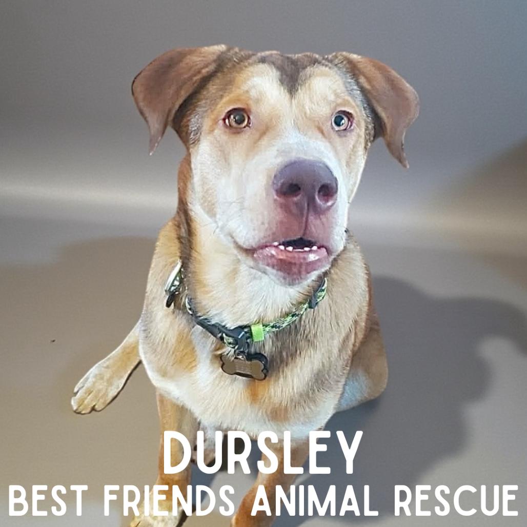 Enlarge Dursley, a Adoptable Husky in Wasilla, AK image 2/2