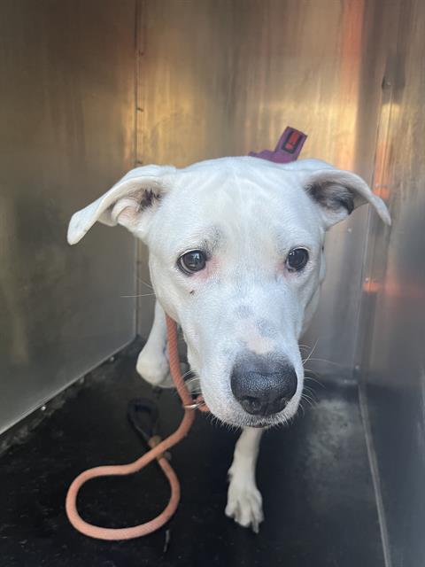 DICE, Adoptable, Adult Female Pit Bull Terrier.