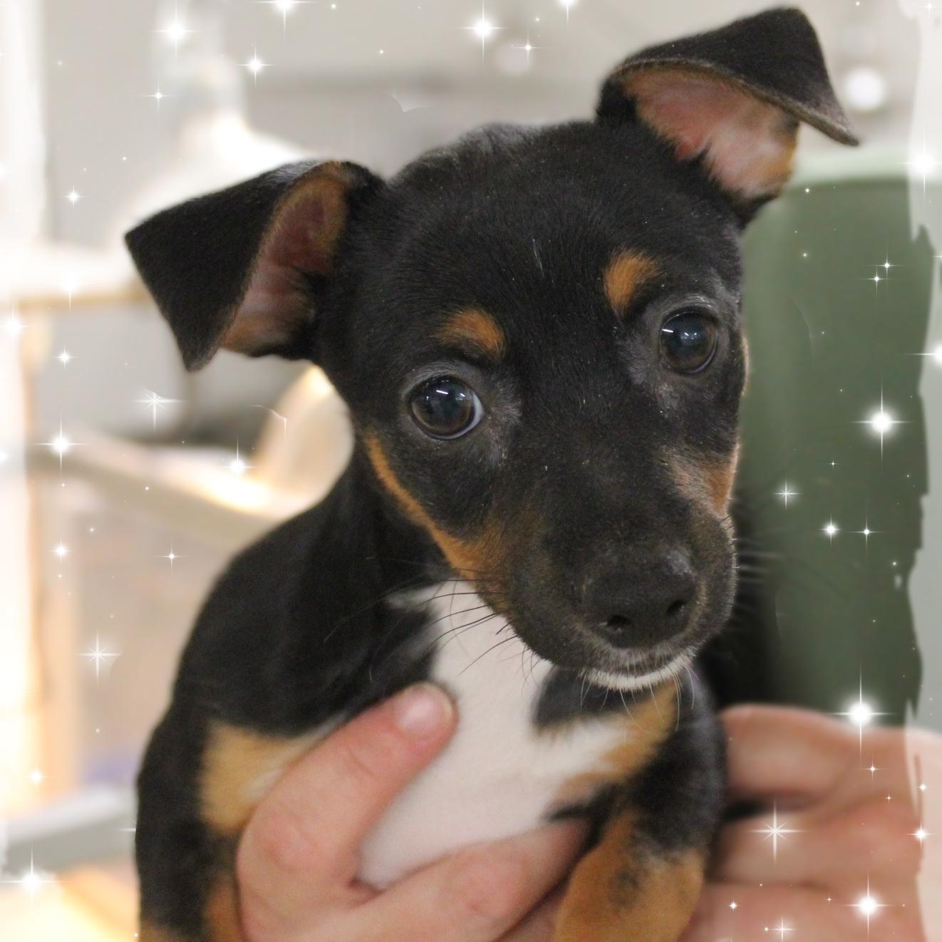 Parker, an adopted mixed breed in Amelia, OH image 1/2