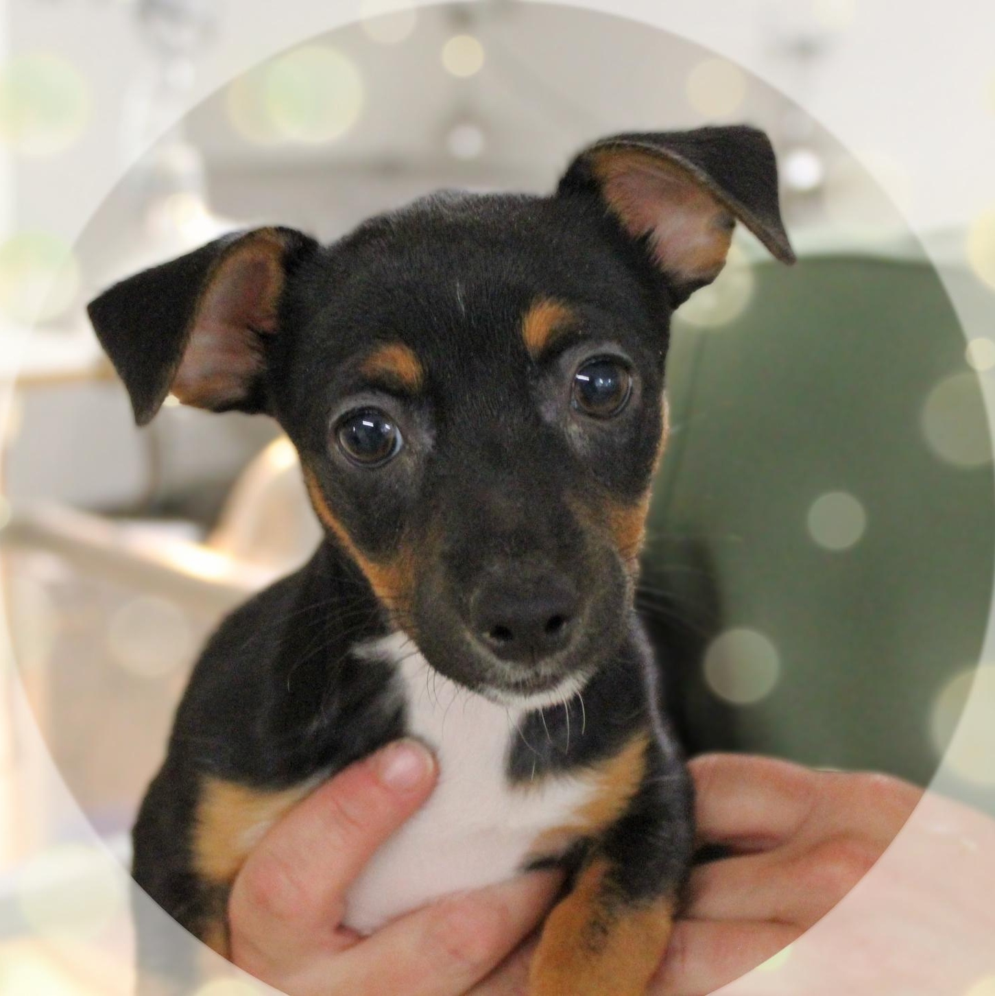 Parker, an adopted mixed breed in Amelia, OH image 2/2