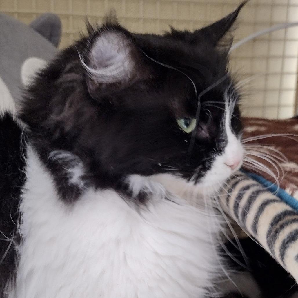 Ruby, a Adoptable Domestic Long Hair in Meridian, ID image 2/2