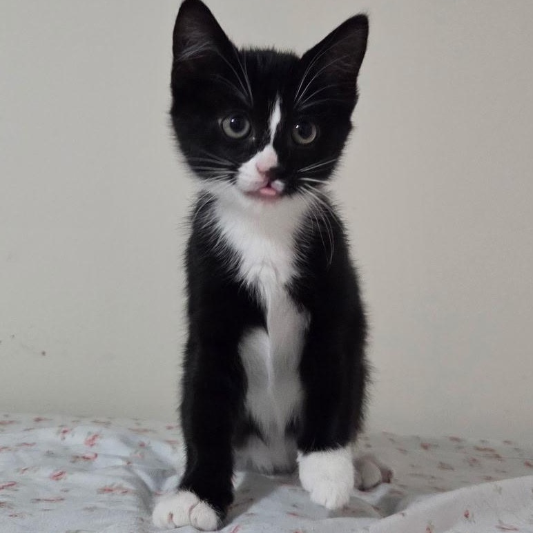 Lagoon -Preadoption ONLY, adopted, Kitten Female Domestic Short Hair.