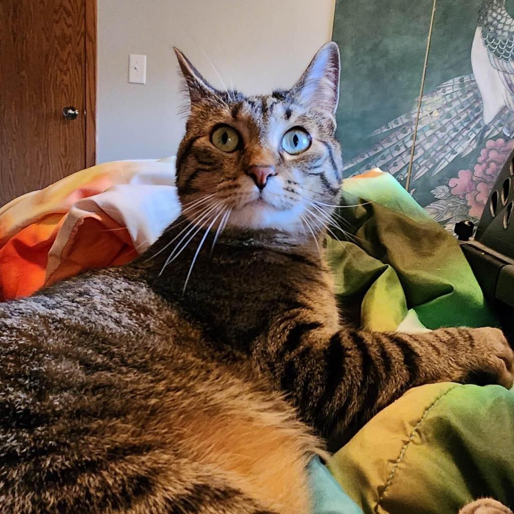 Alphonse, Adoptable, Adult Male Domestic Short Hair.