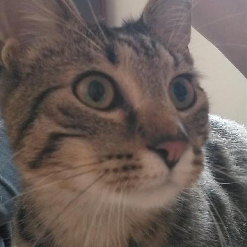 Alphonse, a Adoptable Domestic Short Hair in Rochester, MN image 2/5