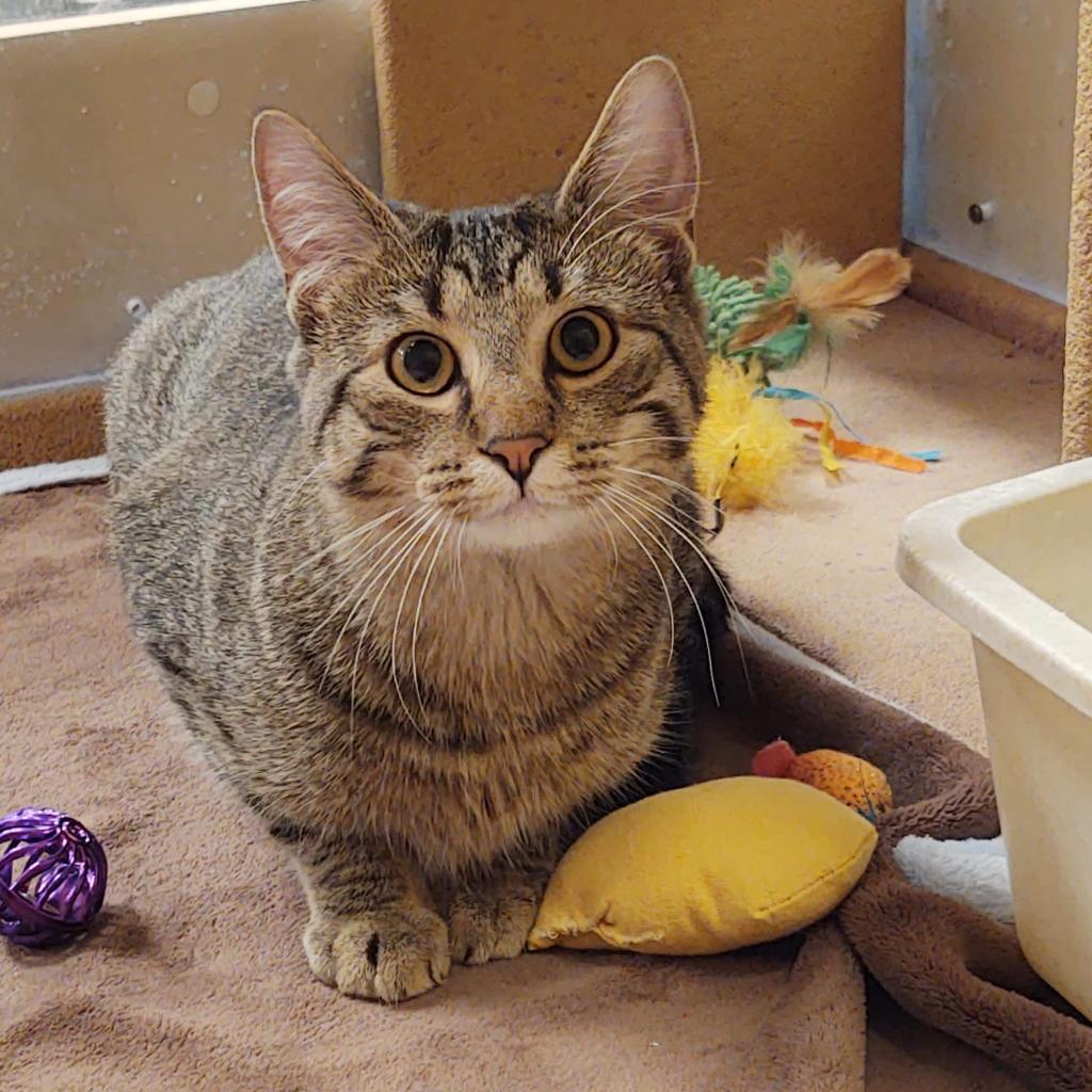 Alphonse, a Adoptable Domestic Short Hair in Rochester, MN image 4/5