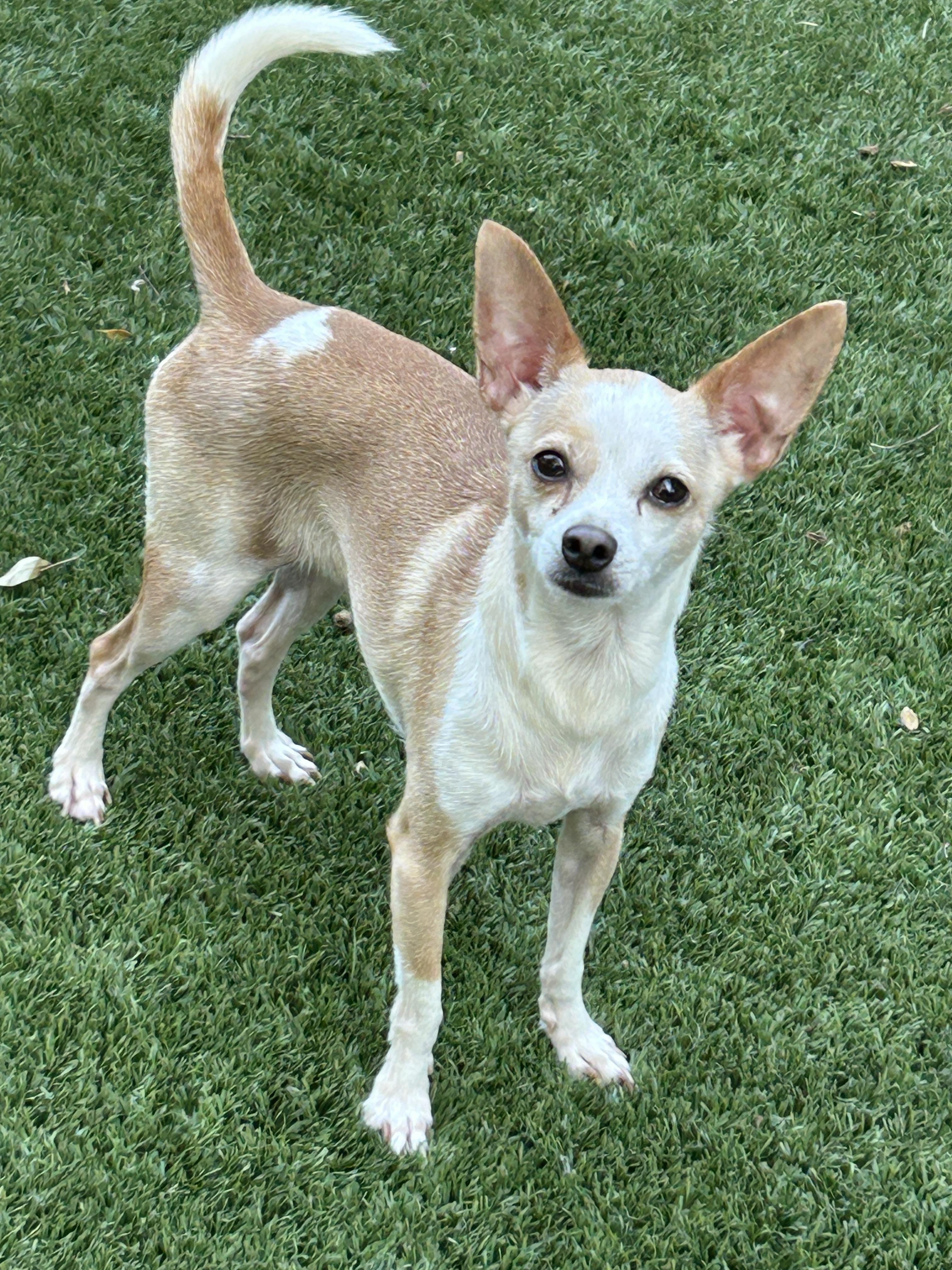 Enlarge Gusto Lee and Gaucho Lee, Bonded Pair, a ADOPTABLE Chihuahua in Sarasota, FL image 5/5