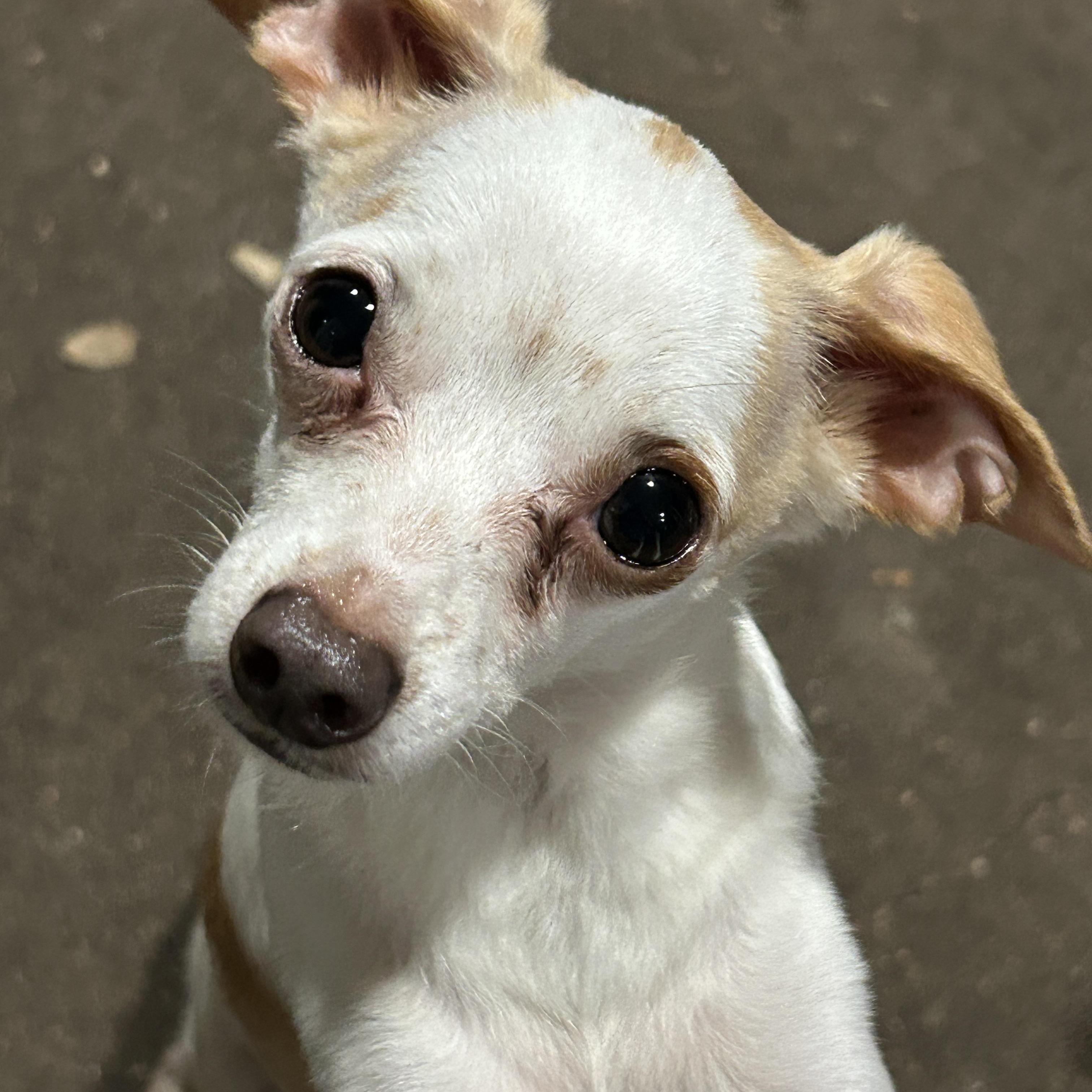 Enlarge Gusto Lee and Gaucho Lee, Bonded Pair, a ADOPTABLE Chihuahua in Sarasota, FL image 2/5