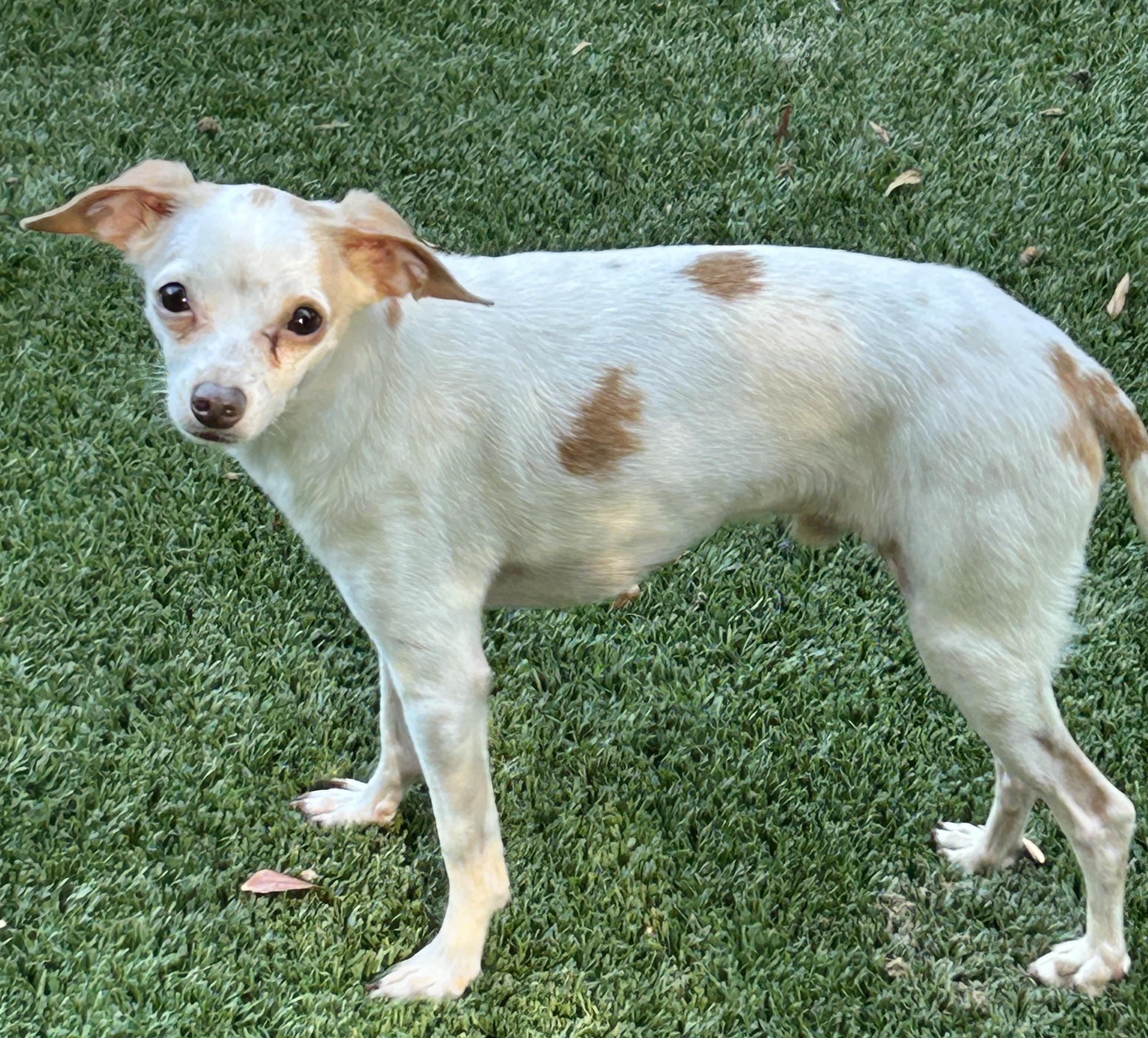 Enlarge Gusto Lee and Gaucho Lee, Bonded Pair, a ADOPTABLE Chihuahua in Sarasota, FL image 4/5