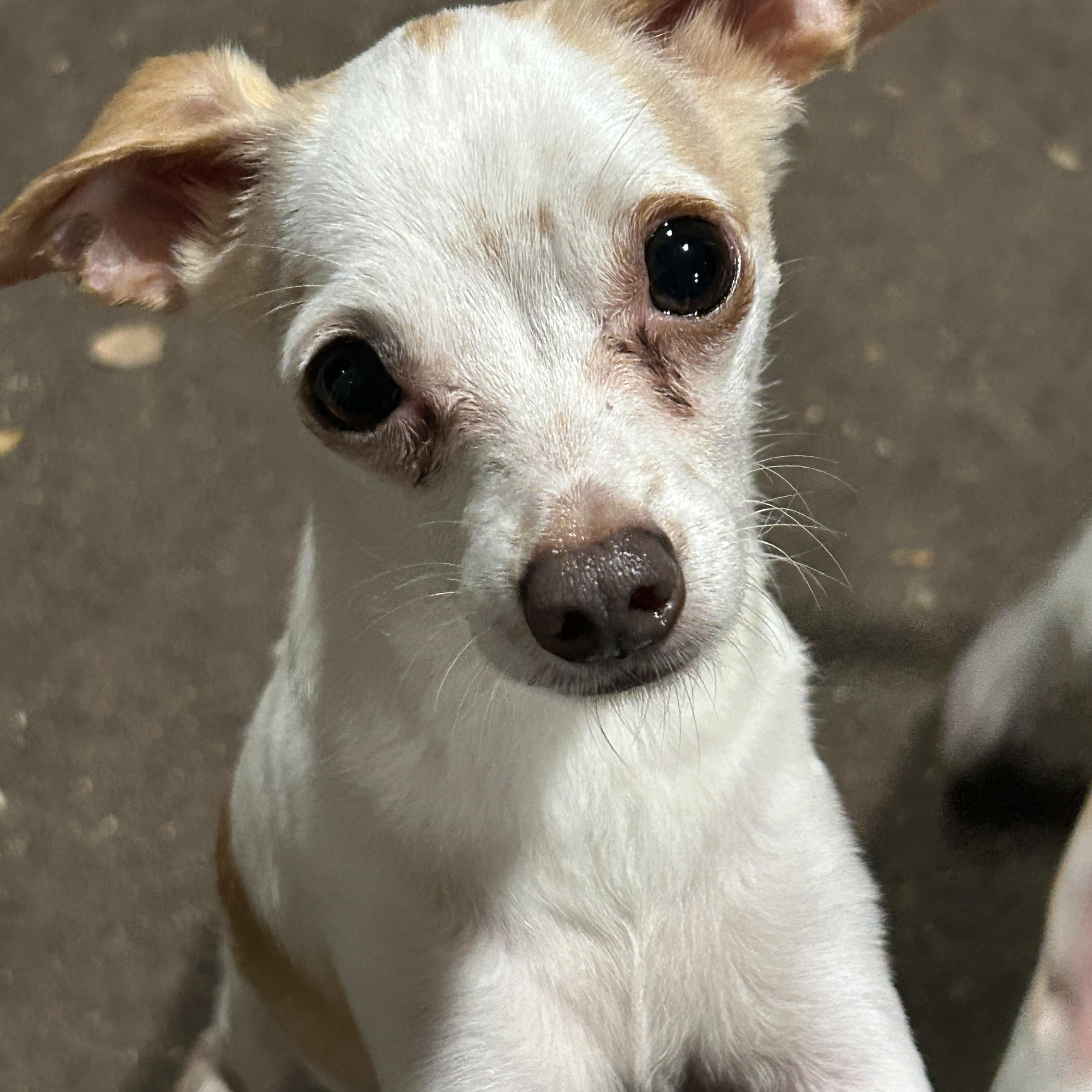 Enlarge Gusto Lee and Gaucho Lee, Bonded Pair, a ADOPTABLE Chihuahua in Sarasota, FL image 3/5