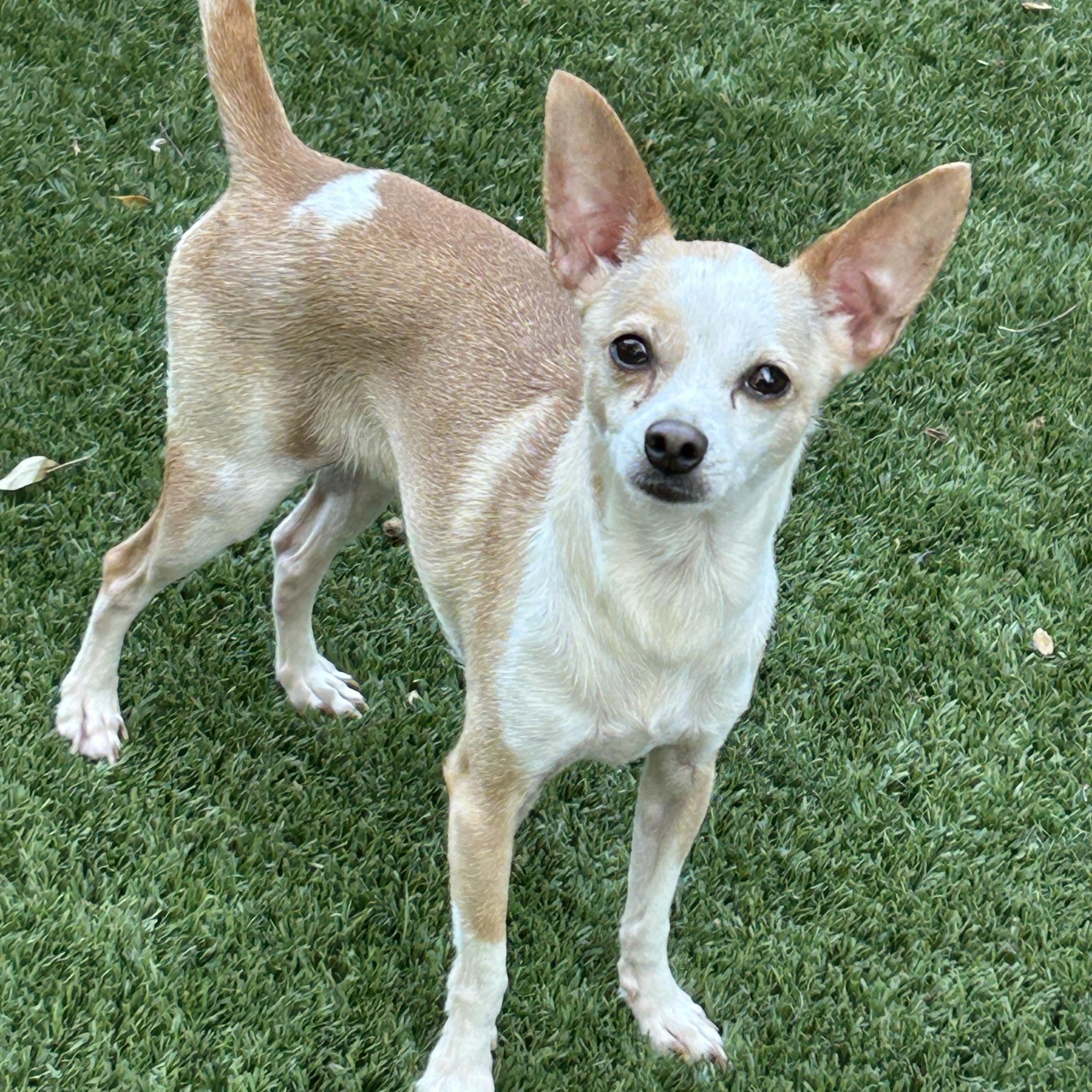 Enlarge Gusto Lee and Gaucho Lee, Bonded Pair, a ADOPTABLE Chihuahua in Sarasota, FL image 1/5