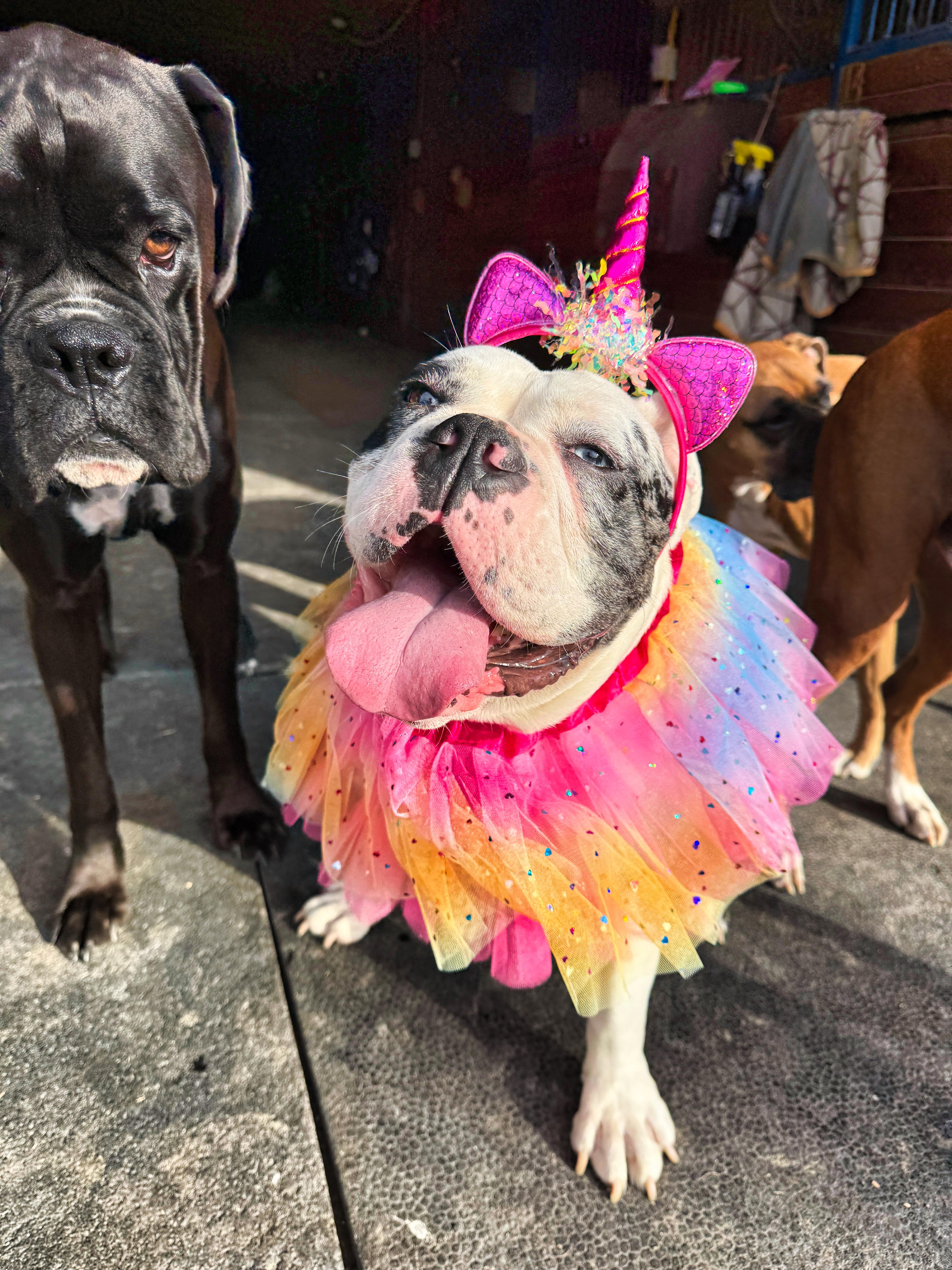 Allie, Adopted, Adult Female English Bulldog.