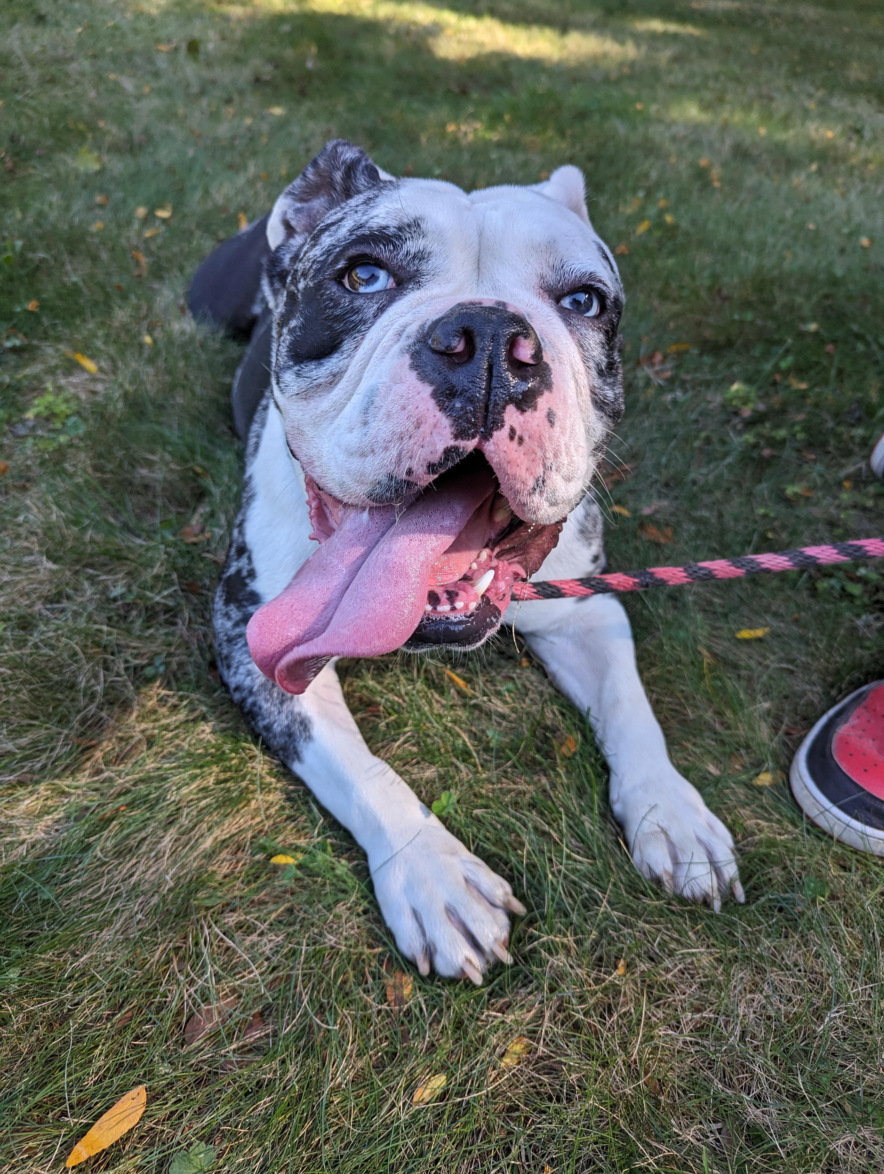 Enlarge Allie, a Adopted mixed breed in New Windsor, NY image 2/2