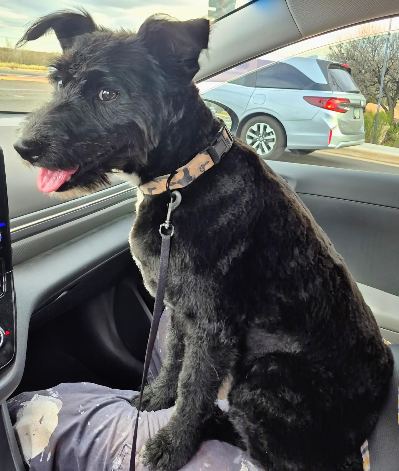 Enlarge Bella , an adopted mixed breed in Saint David, AZ image 3/4