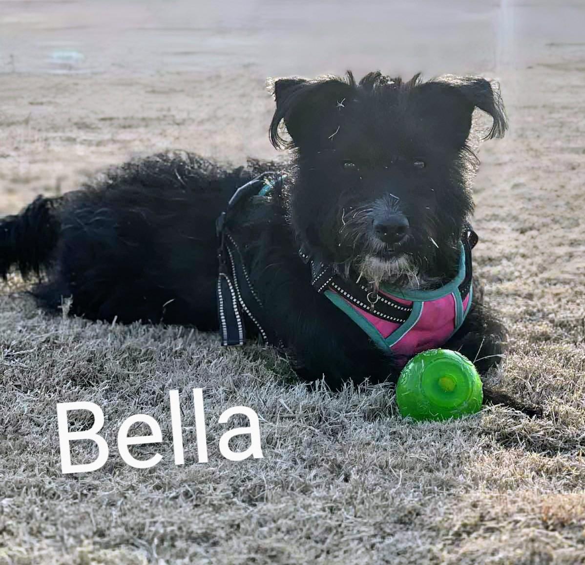 Enlarge Bella , an adopted mixed breed in Saint David, AZ image 1/4