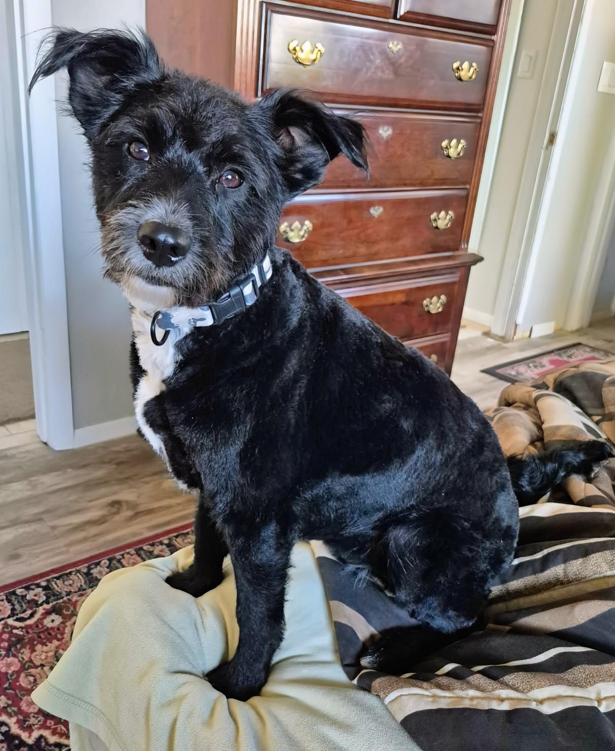 Enlarge Bella , an adopted mixed breed in Saint David, AZ image 4/4