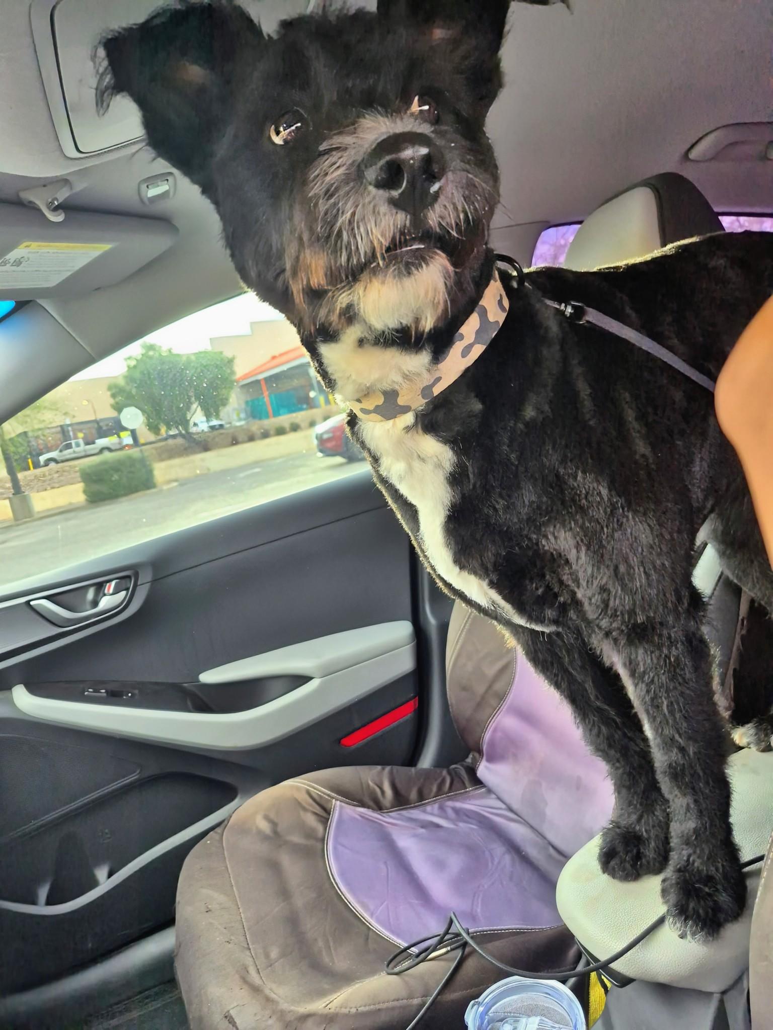 Enlarge Bella , an adopted mixed breed in Saint David, AZ image 2/4