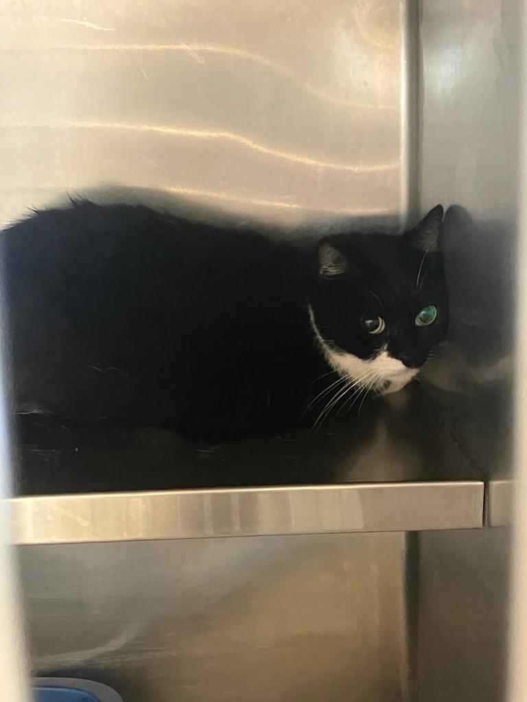 Molly, Adoptable, Young Female Domestic Short Hair.