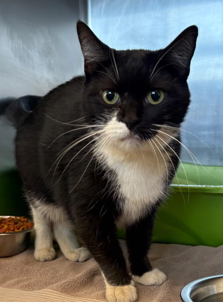 Enlarge Molly, a Adoptable mixed breed in Gallatin, TN image 2/2